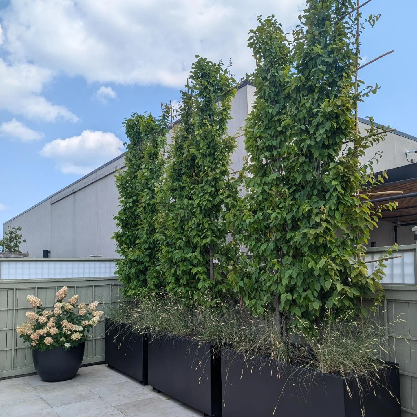 The right tools, the right training, the right attitude. Done with a smile in today's heat 🥵 we trained and trimmed these hornbeams which were installed last fall. We underplanted them with beautiful blonde ambition bouteloua grass about a month ago
