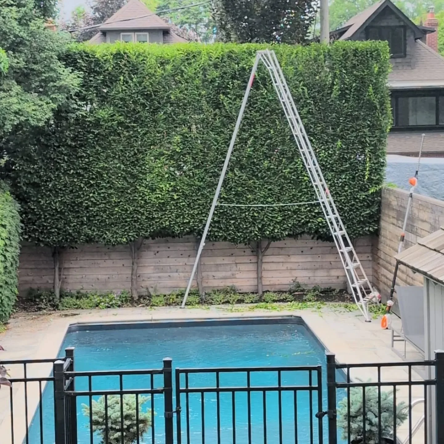 The rights tools, the right training and the right attitude. 

Thanks @loyaltreeinc for loaning us your 16' orchard ladder to top a few hedges today. That and our Stihl hsa 87 made easy work of them.