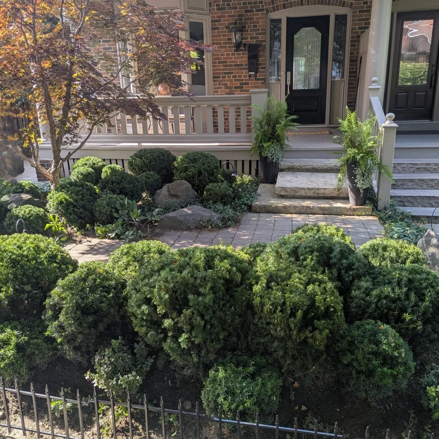 This house has always had a showstopper out back&mdash;now the front holds its own. Newly installed yew cloud, shaped and settled in just in time for summer.

Swipe for before, after, and a look at the process.

#TorontoGardens #YewClouds #FrontGarde