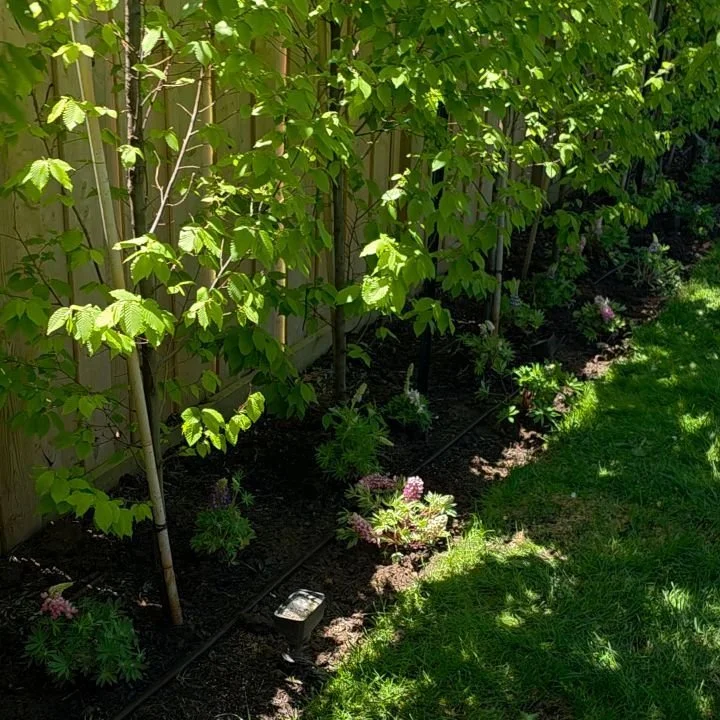 Two years later and this garden just keeps getting better. We came back to add nearly 100 perennials to fill things out, layer in more texture and colour, and give the whole space that lush, established feel.
This is one of our favourite parts of gar