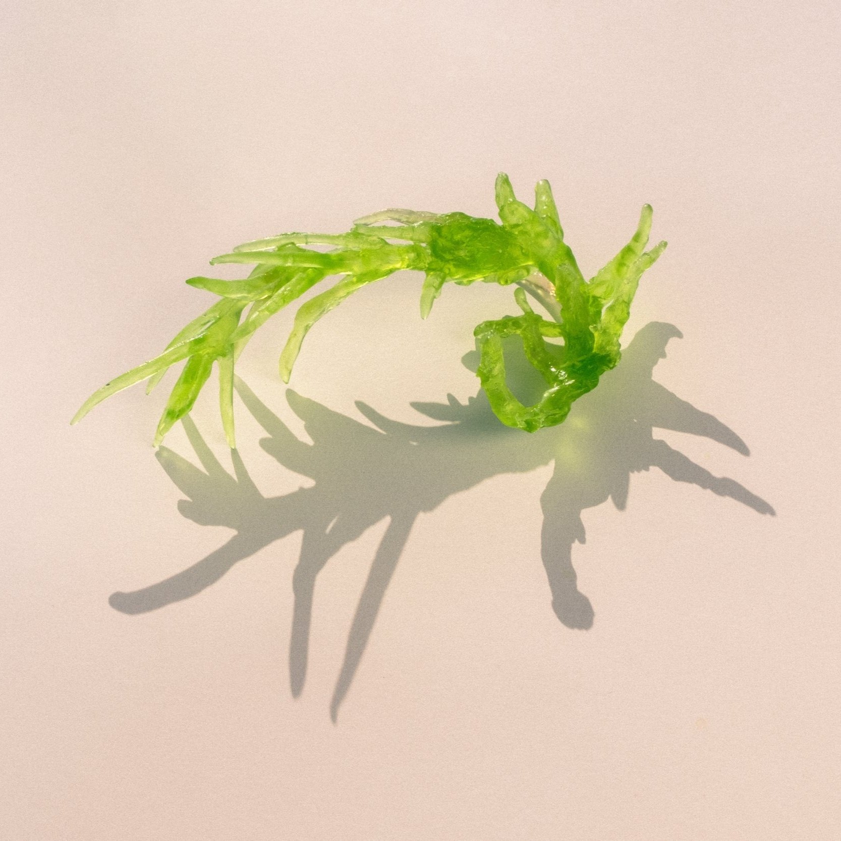 succulent_FINAL.jpg