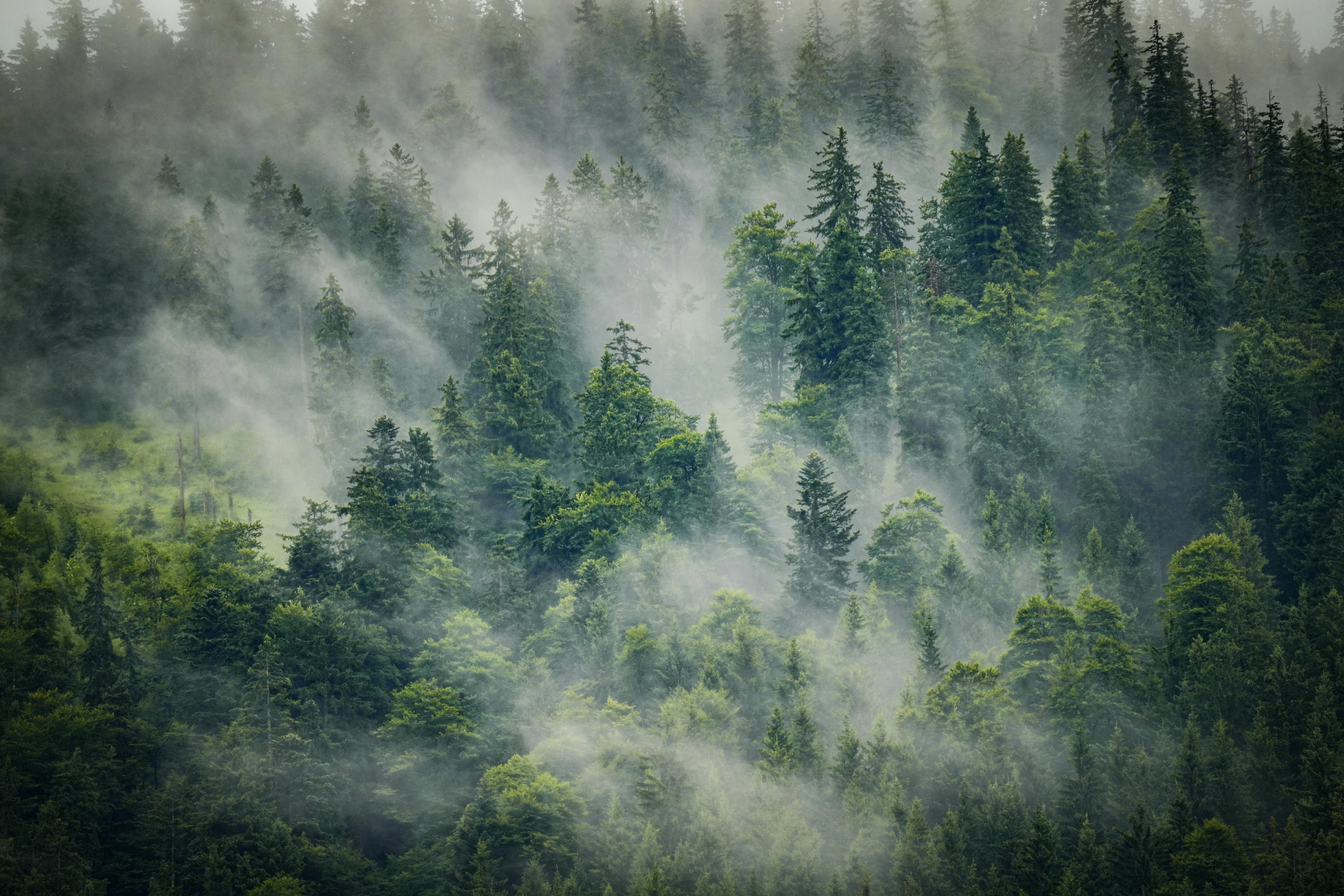 A dense forest of pine trees on a mountain, shrouded in fog and mist.