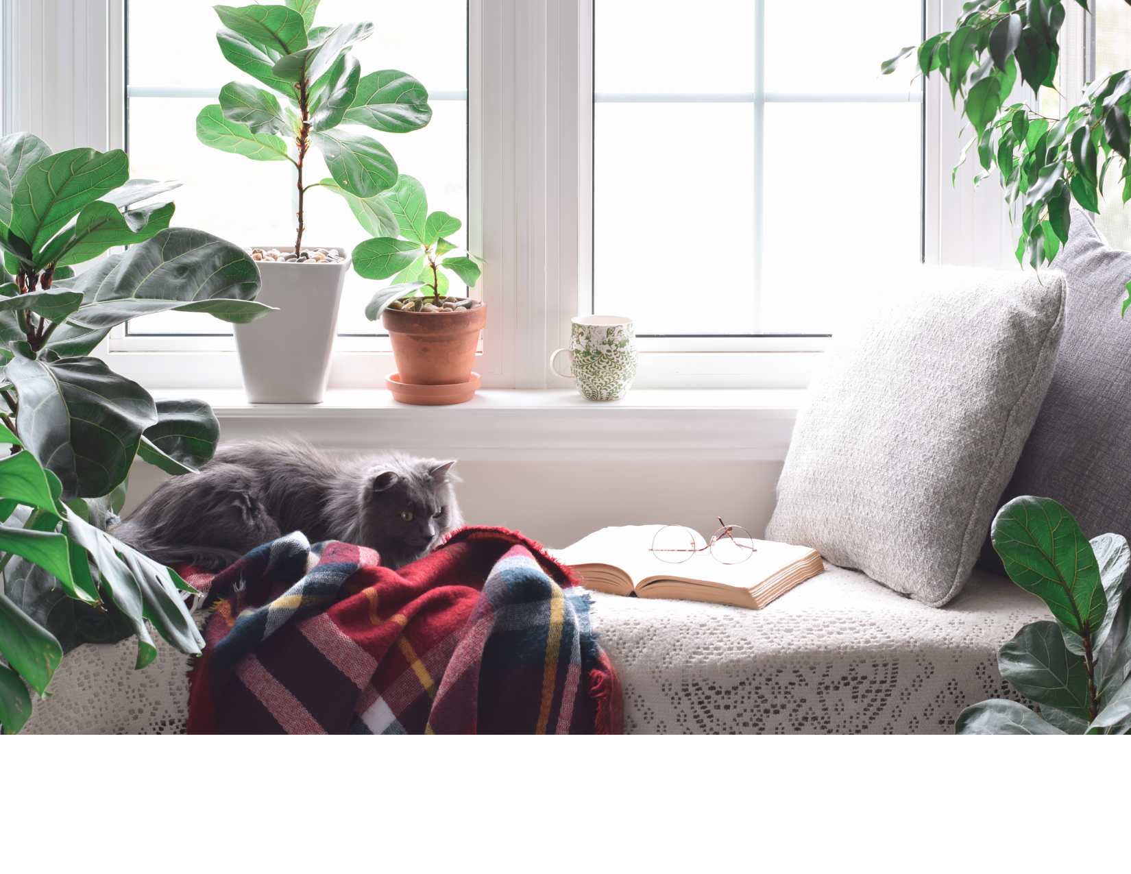 Sunlit window sill with potted plants, an open book, a pair of eyeglasses, and a gray cat lying on a red, plaid blanket among cushions and large green plants.