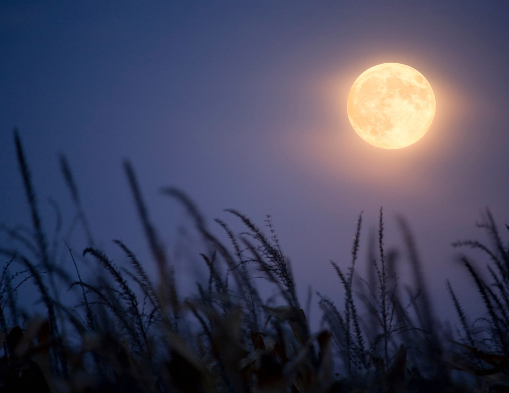 Full moon rising in a dark sky with silhouettes of tall grass in the foreground.