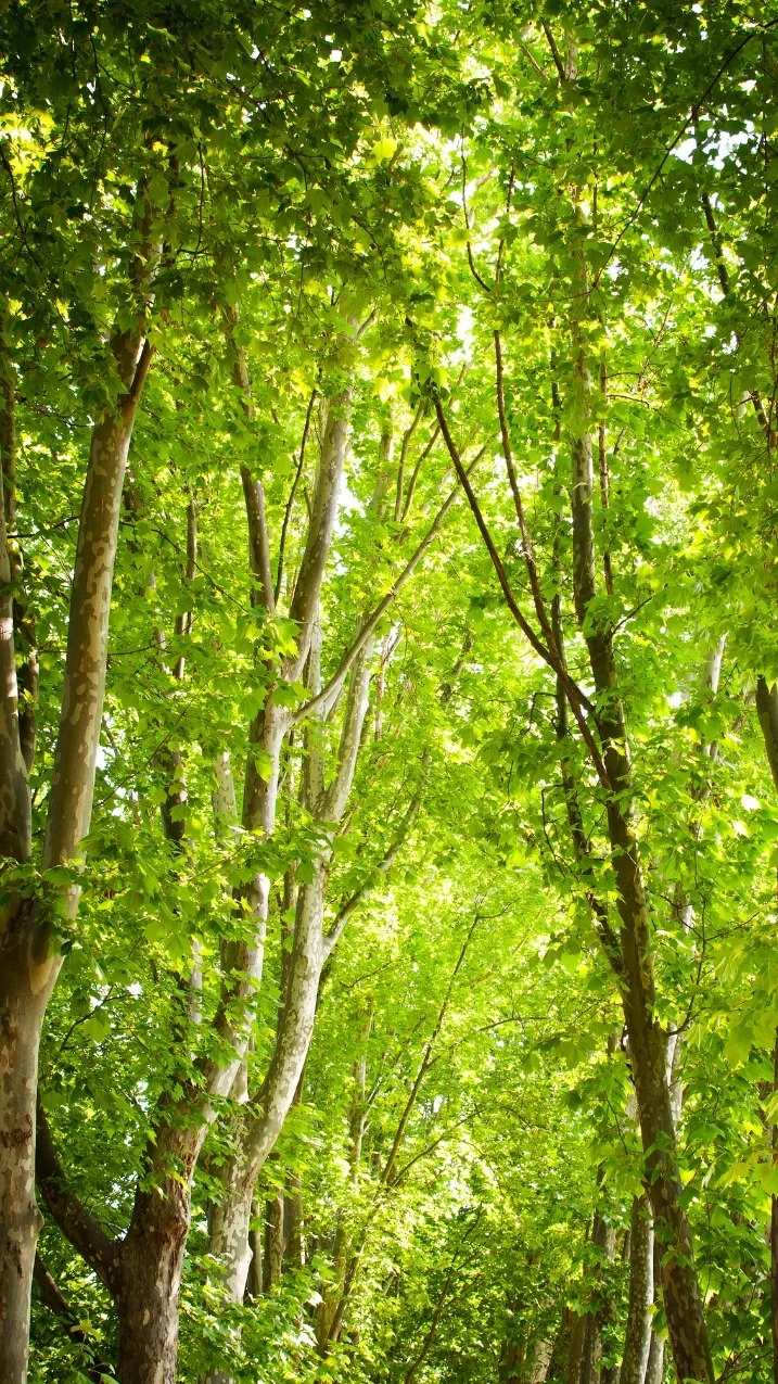 Green leafy trees with sunlight shining through the canopy.