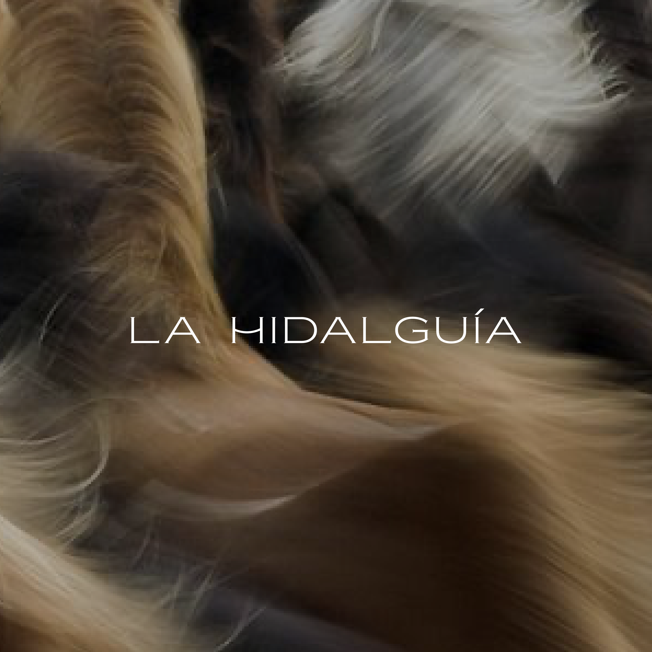 Equestrian brand identity design for regenerative ranch