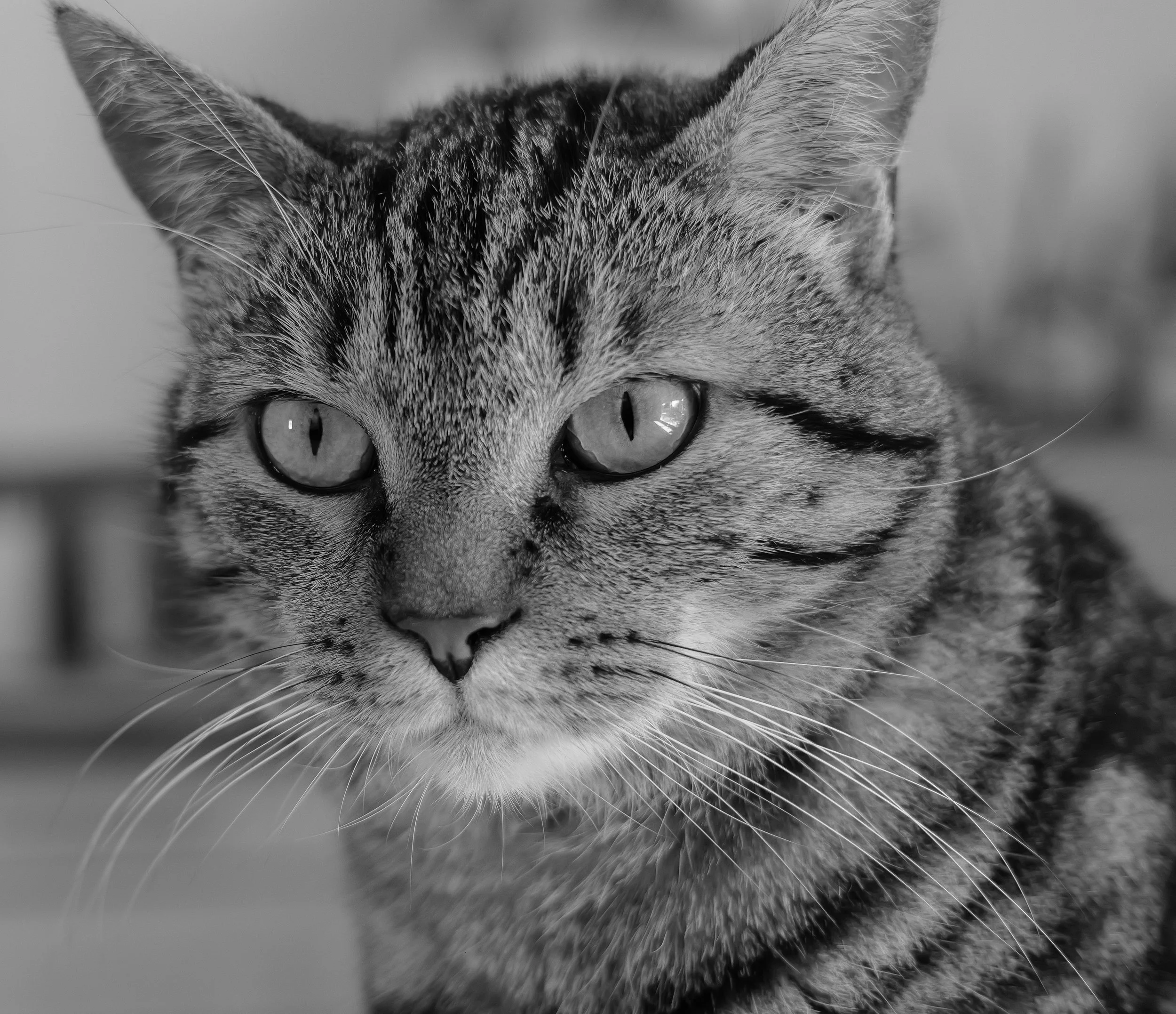 Séances Photos Animaux