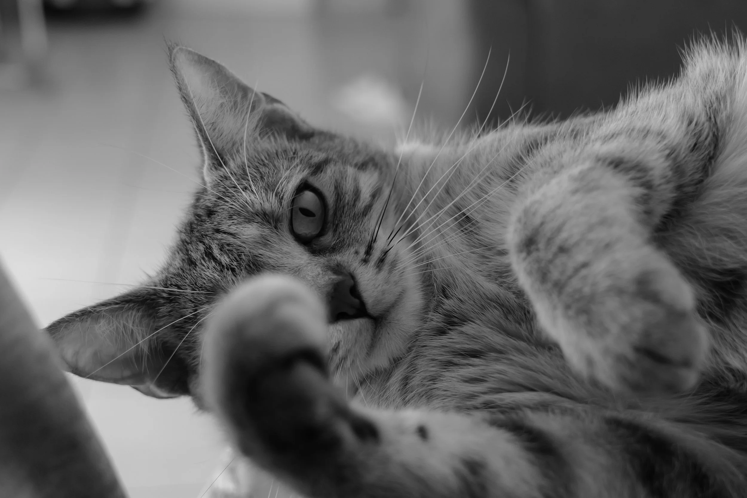 photographe animalier montpellier