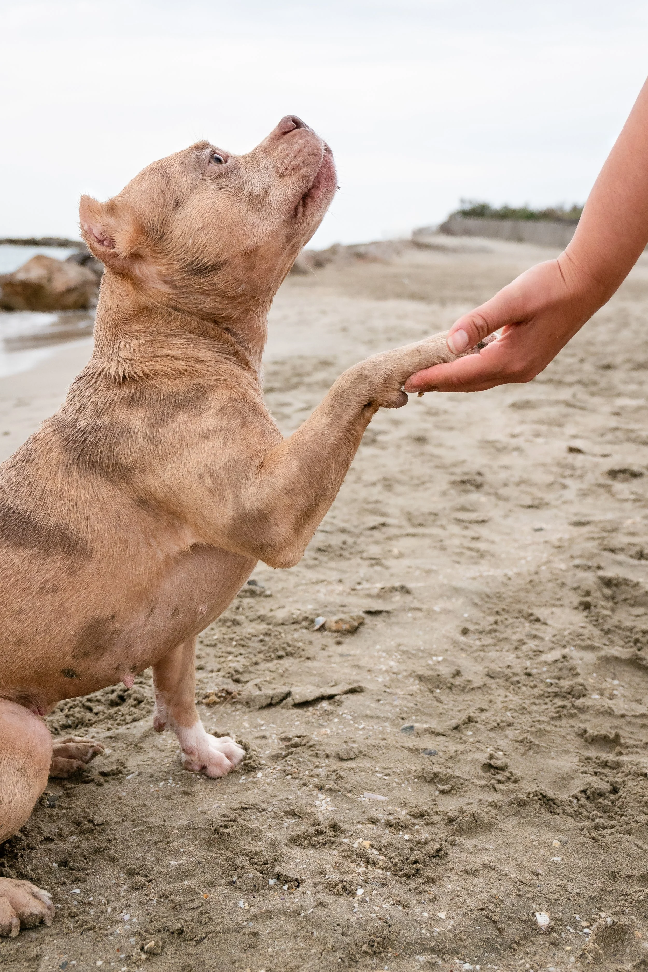 photographe animalier montpellier