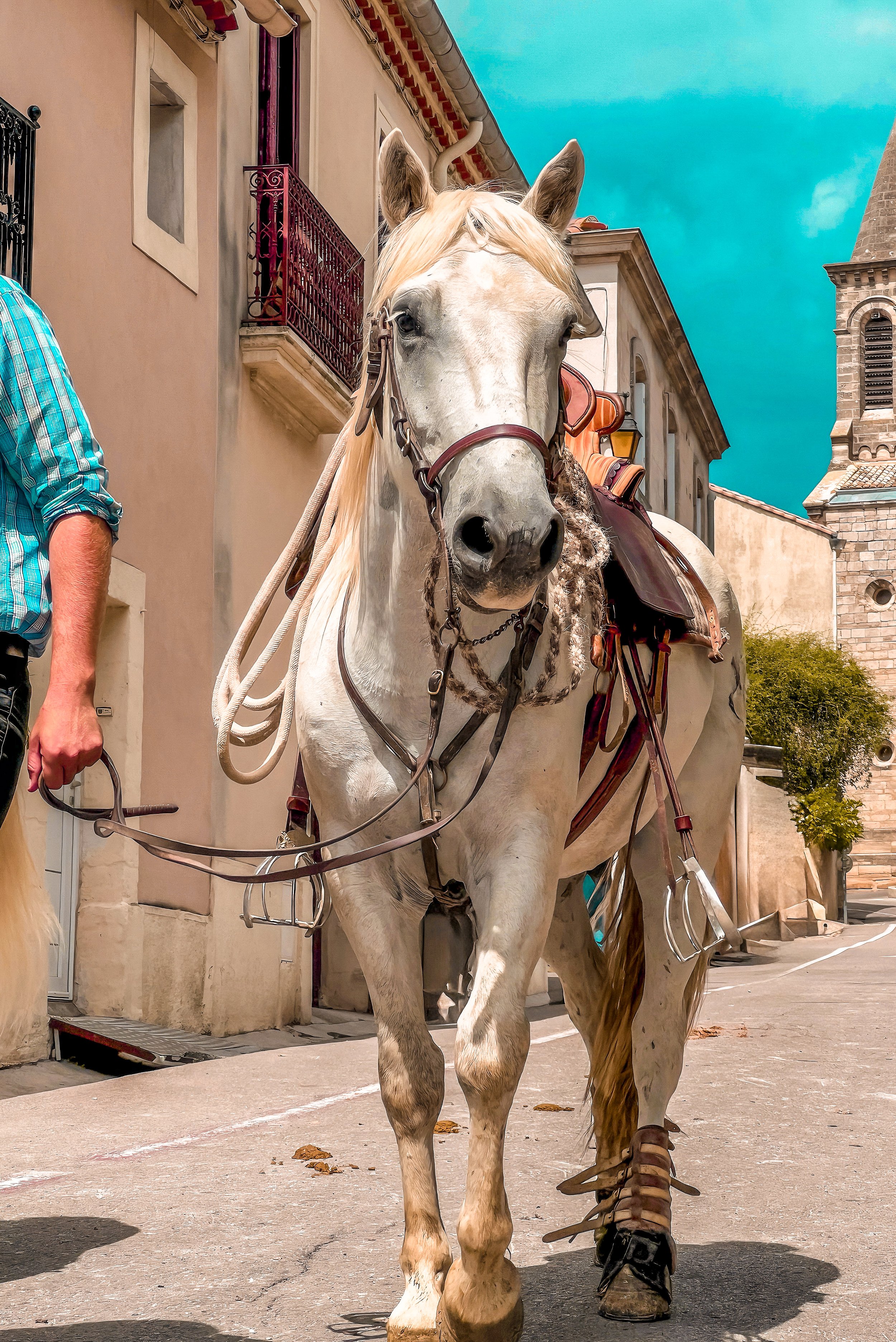 photographe animalier montpellier