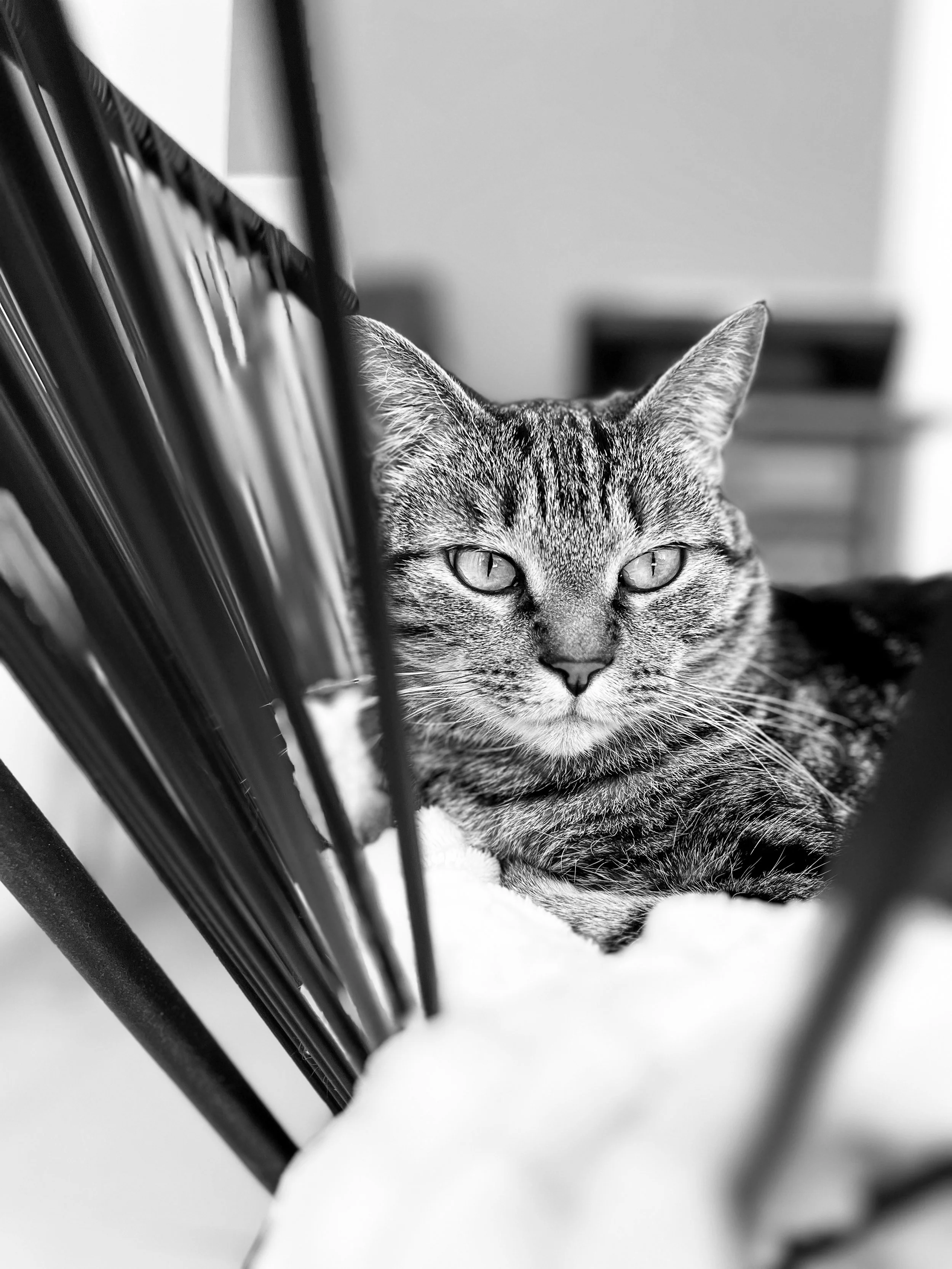 Séance Photo Animaux à Montpellier, Sète &amp; Cournonsec : Capturer la Complicité avec Votre Compagnon