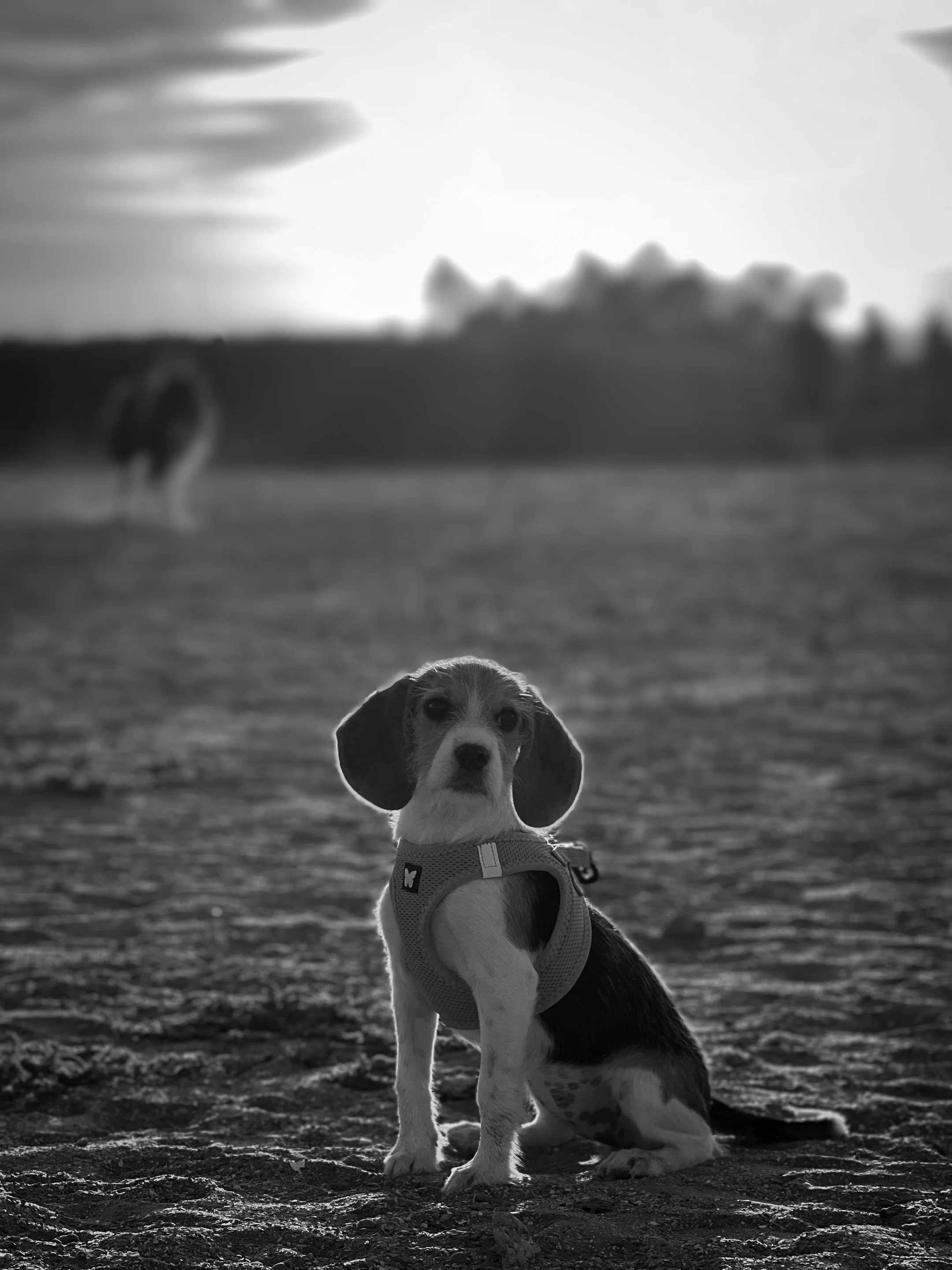 photographe animalier montpellier