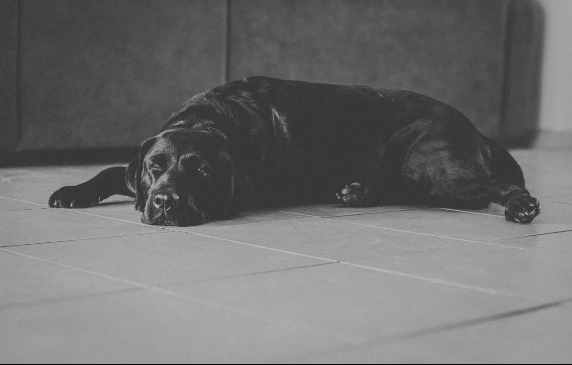 photographe animalier montpellier