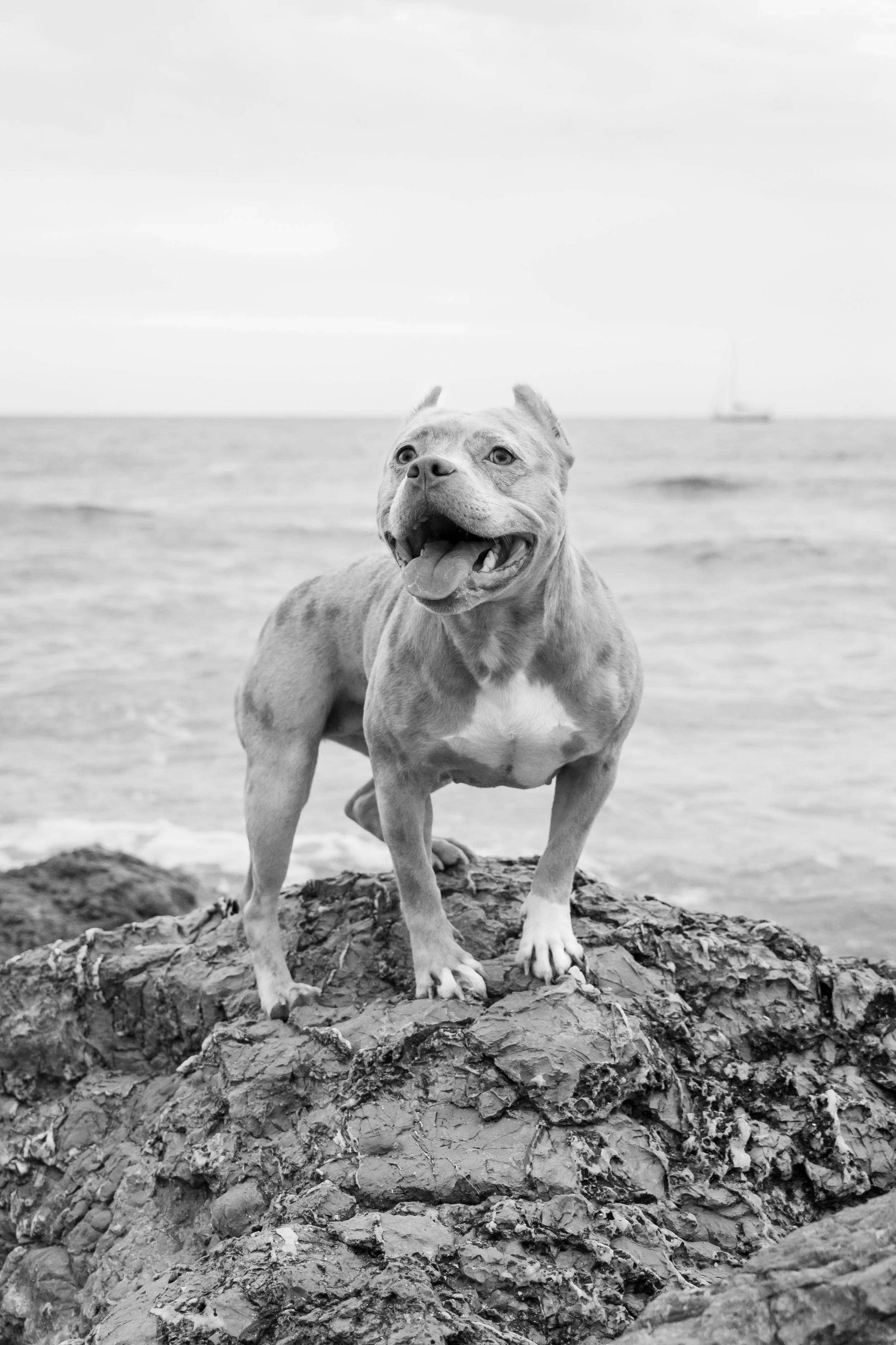 photographe animalier montpellier