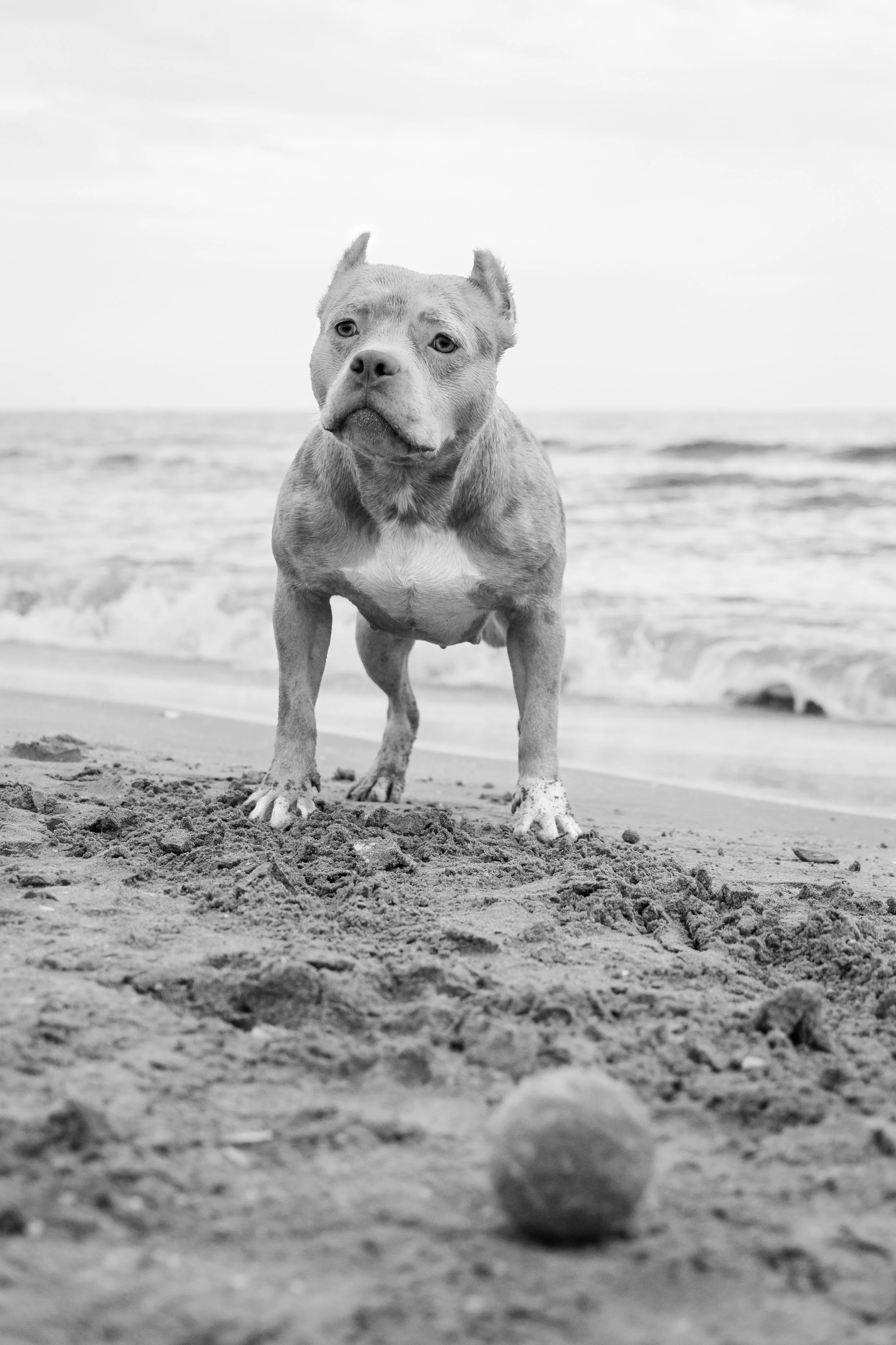 photographe animalier montpellier