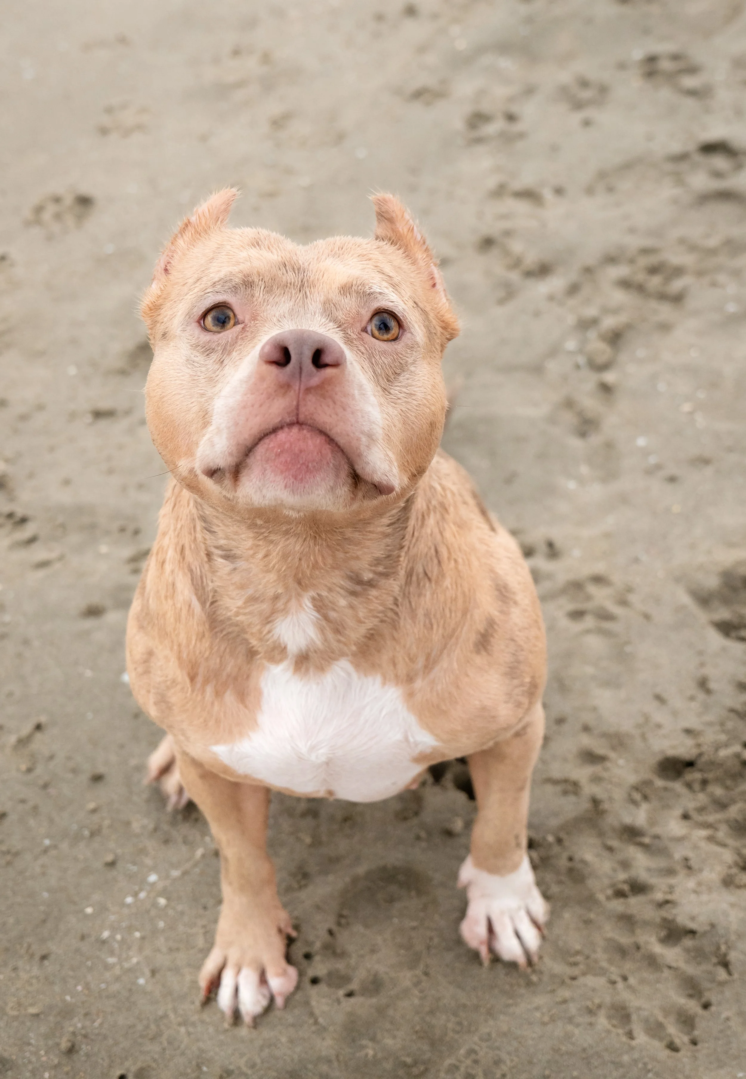 photographe animalier montpellier