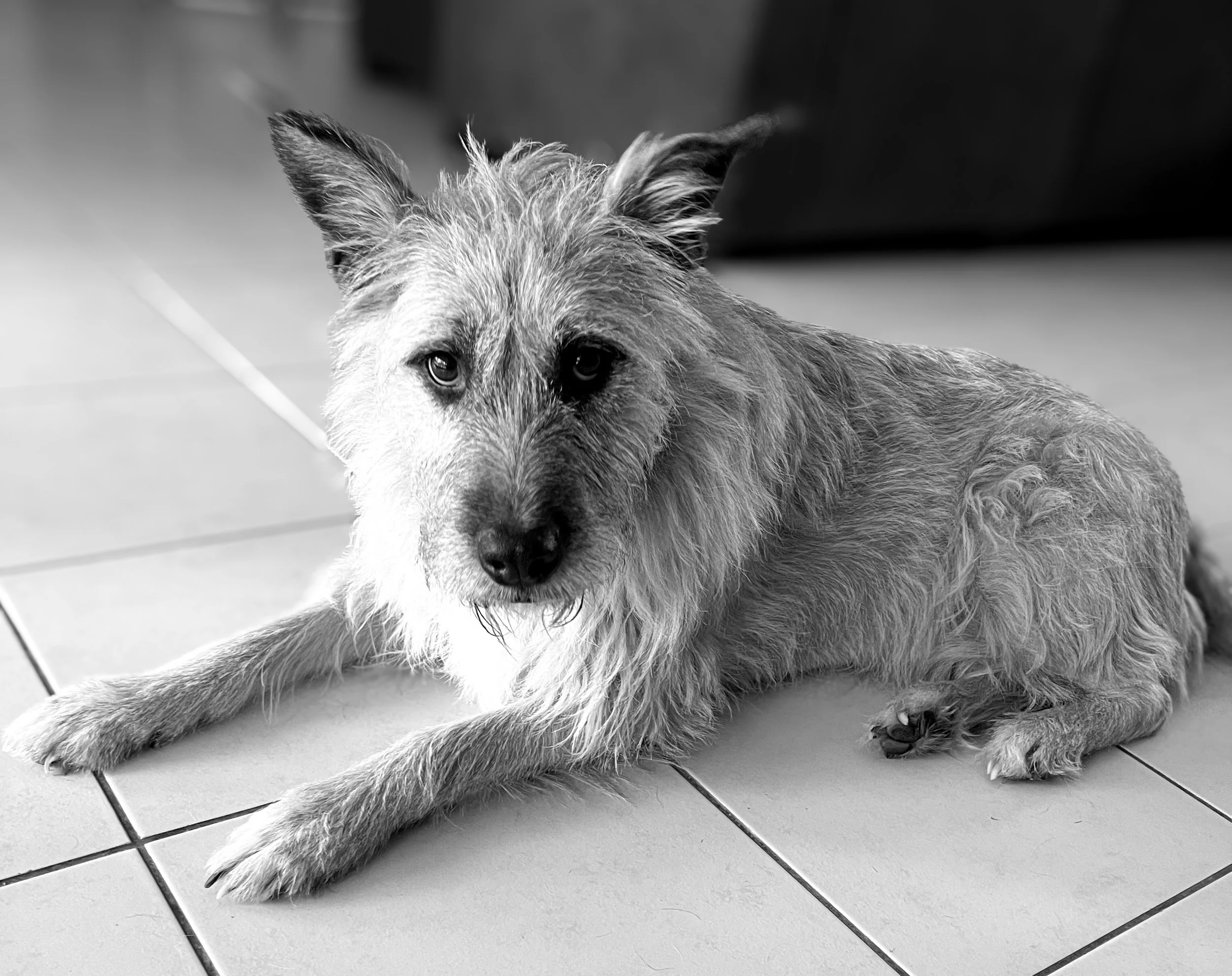 photographe animalier montpellier