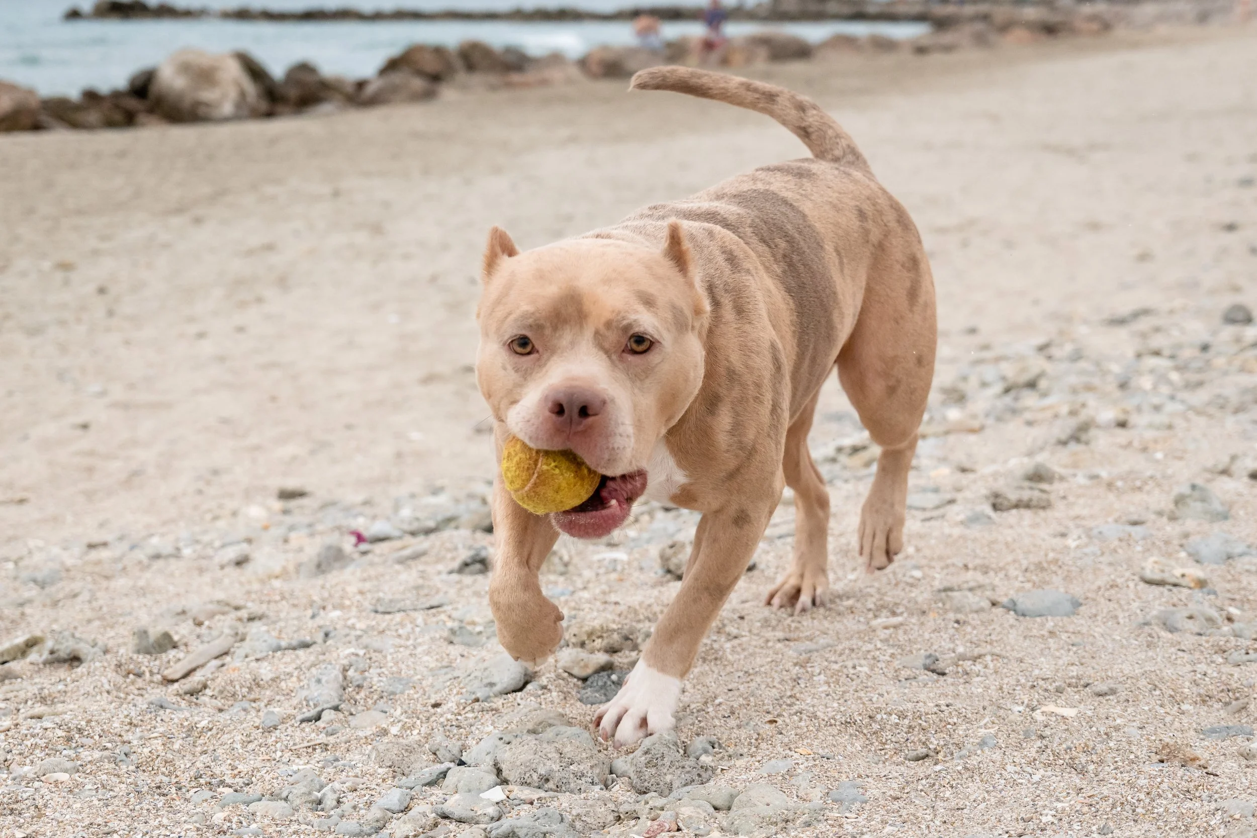 photographe animalier montpellier