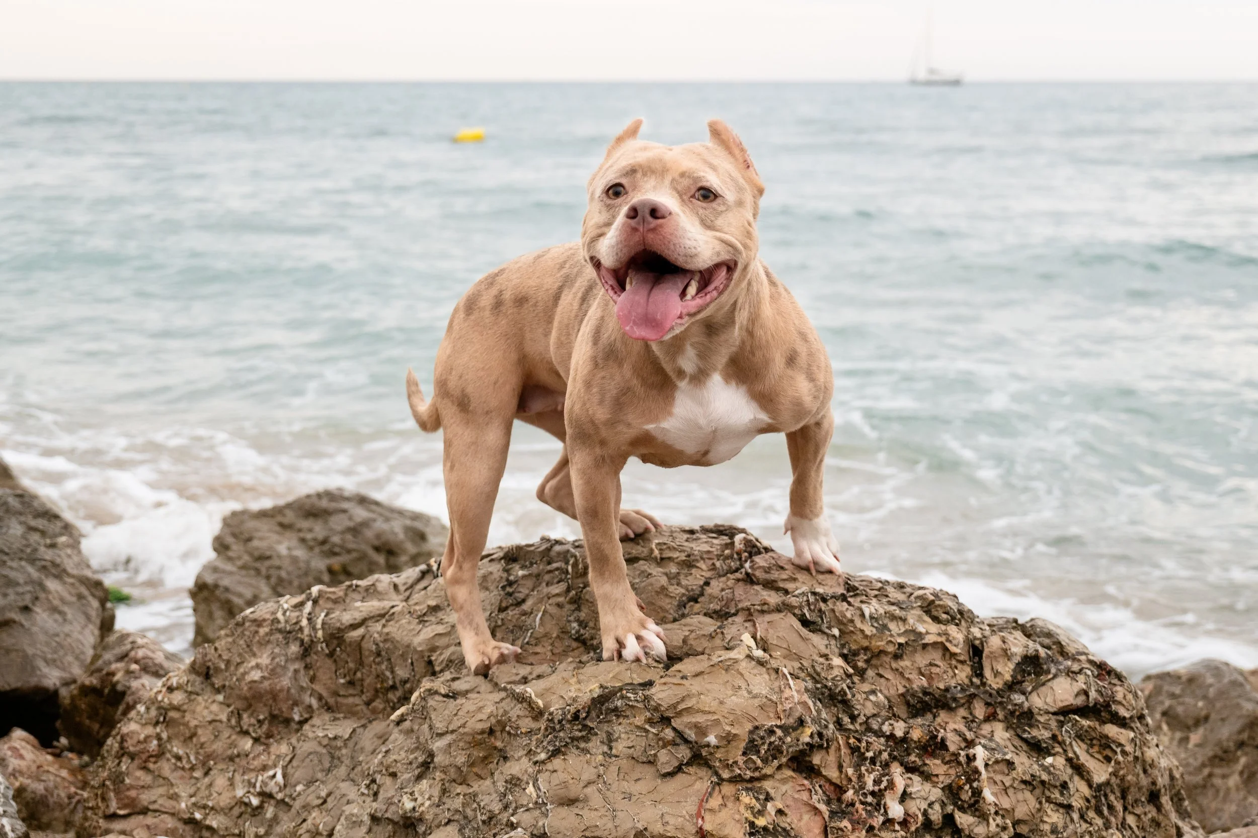 photographe animalier montpellier