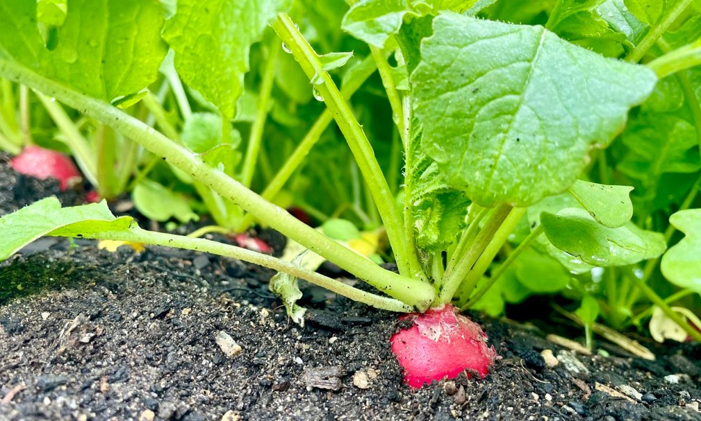 How Excess Rain is Impacting This Growing Season