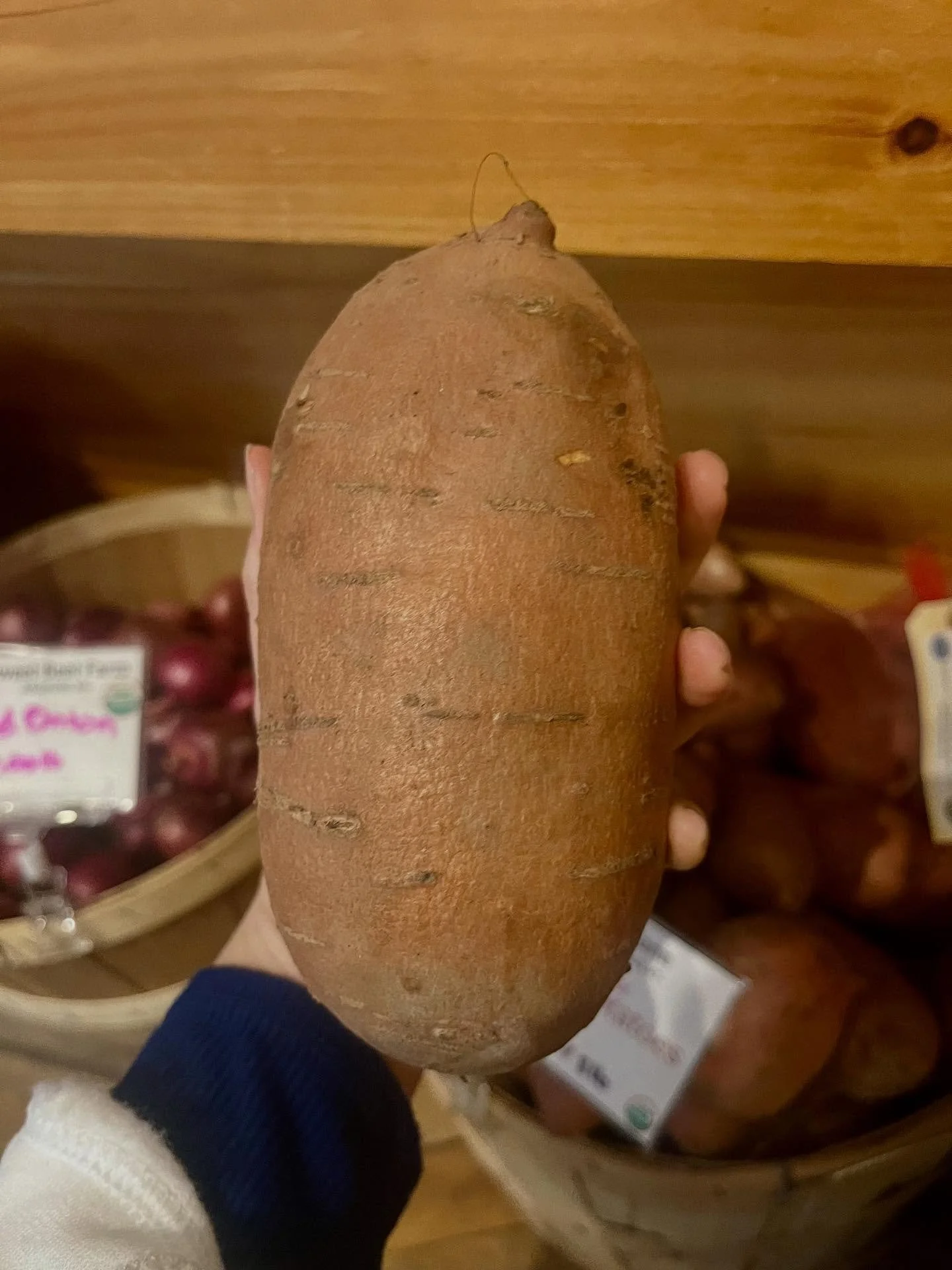 Our neighbors, Sophie and Noah, of Alprilla Farm are back at Sweet Beet with their amazing storage crops! 
We have an abundance of organically grown produce from these Warner, NH farmers, including:
Pinto potatoes, sweet potatoes
Red + gold beets
R