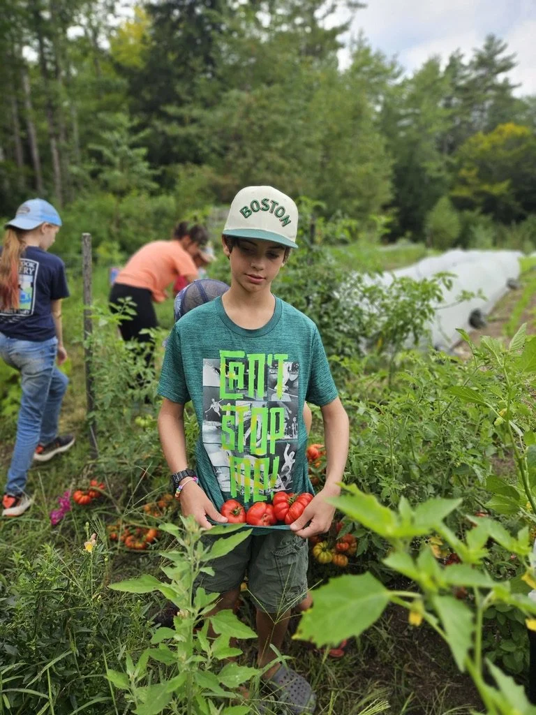 Young boy harvests tomatoes in the garde!