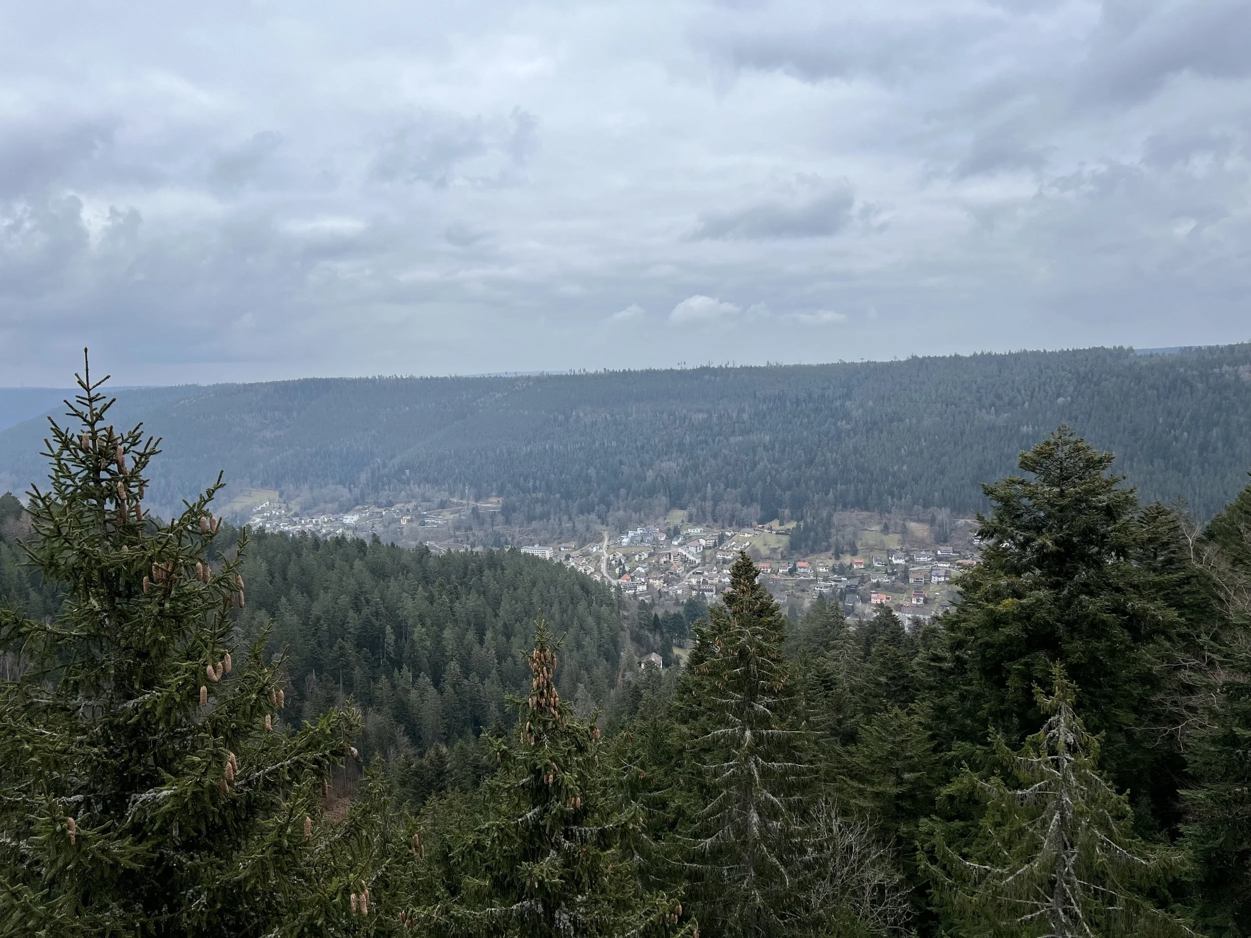 View  of the Black Forest from the Treetop walk in Germany