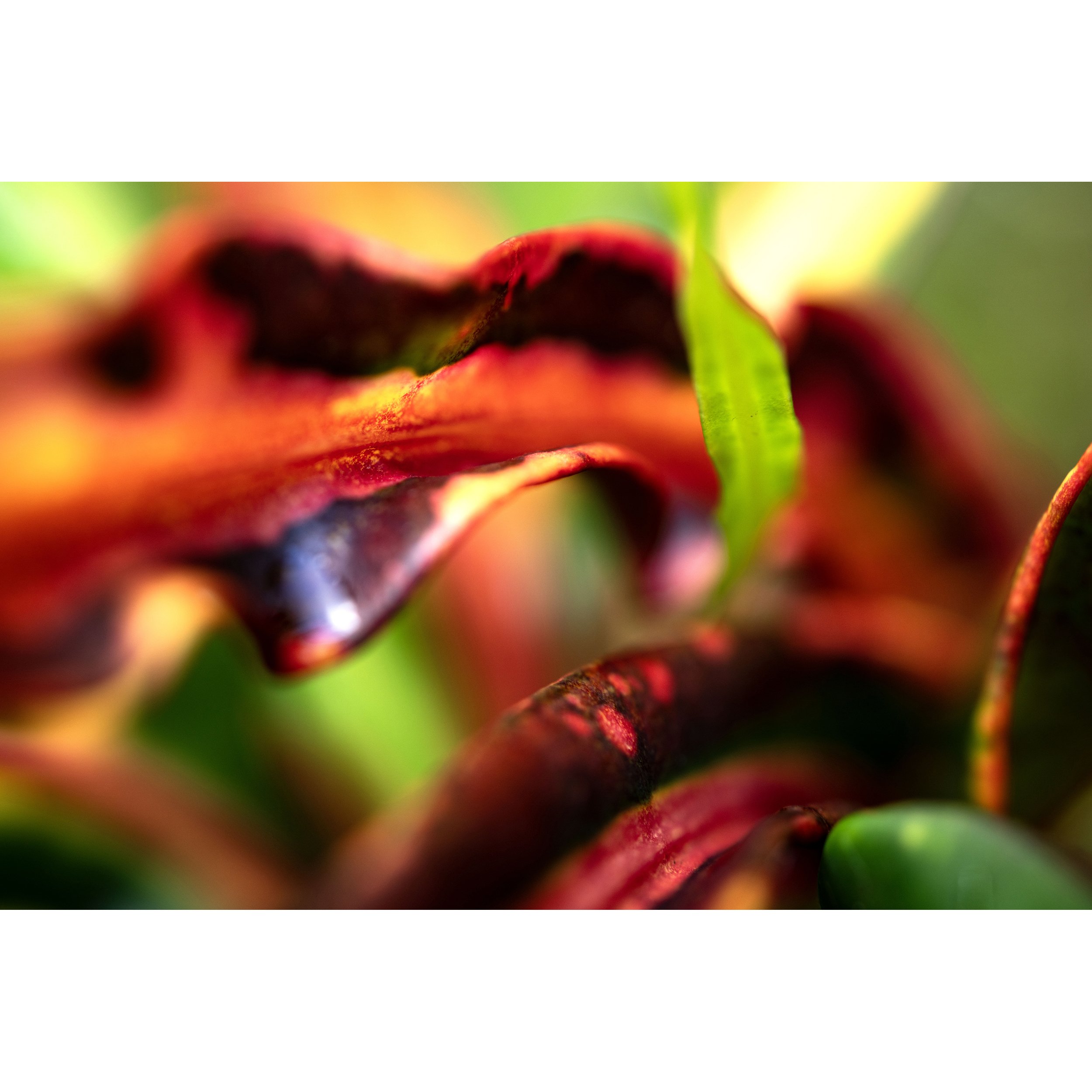 fine art photograph for sale of a vividly colored red and yellow tropical flower photographed on the La Digue Island in the Seychelles Island