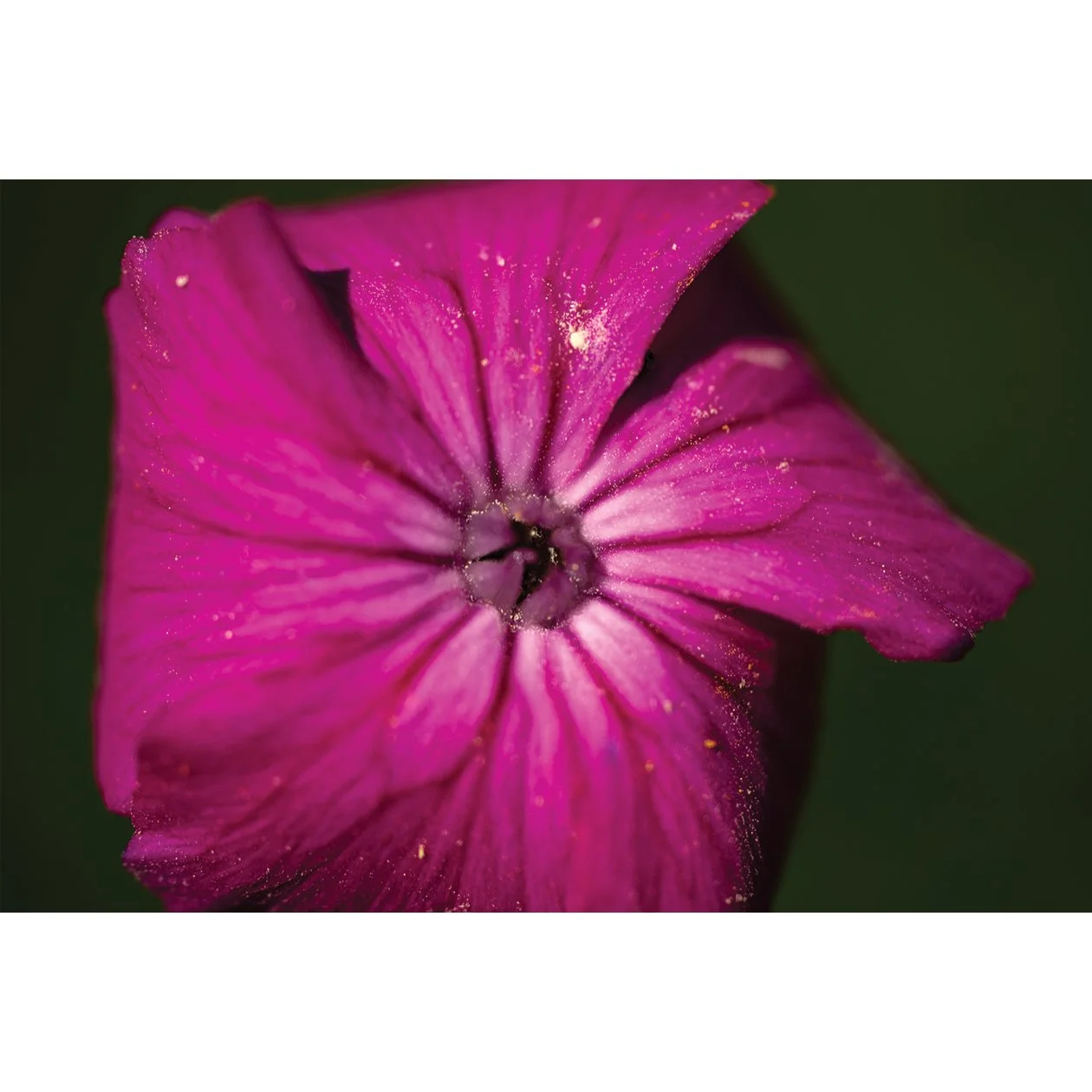 Rose Campion