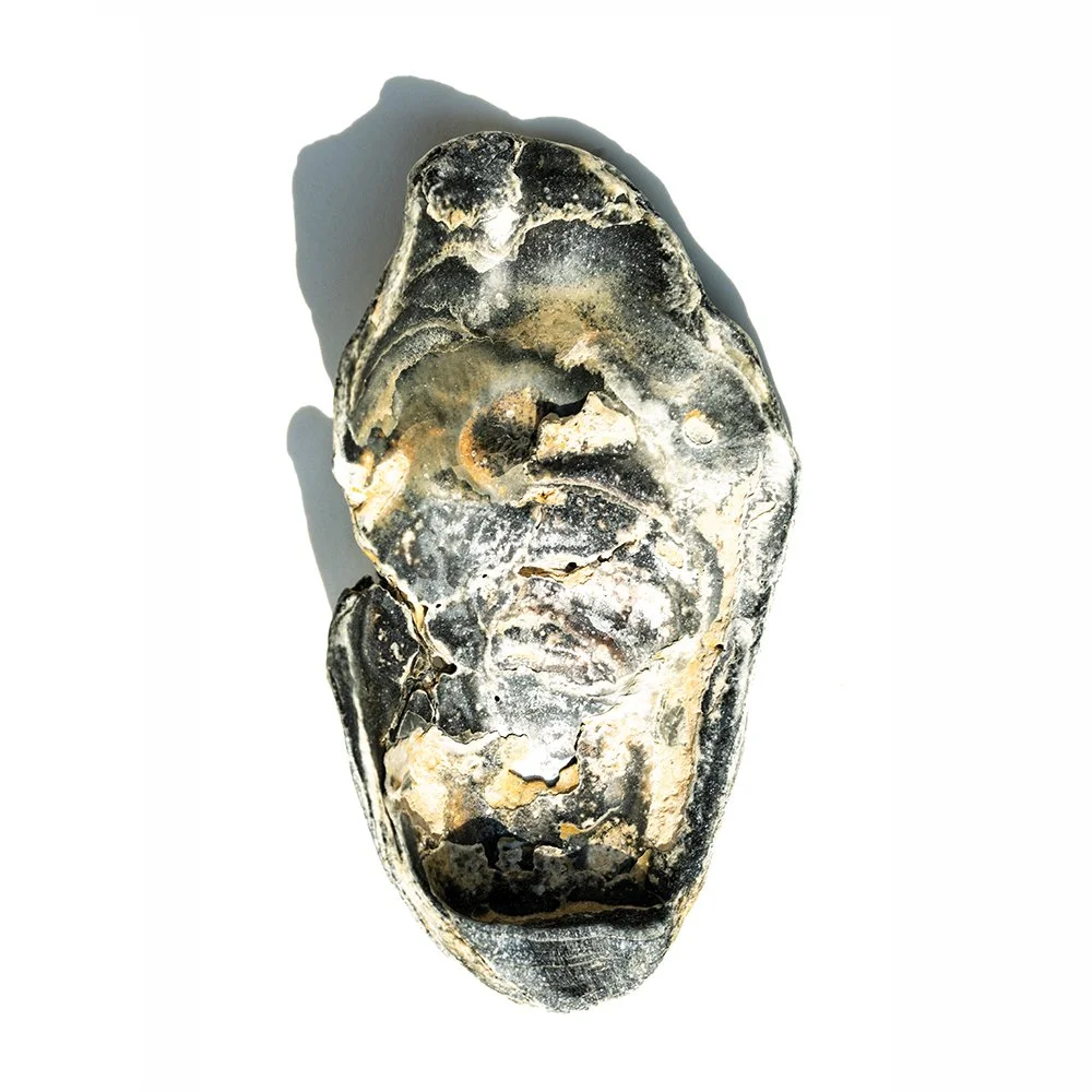 The World's My Oyster