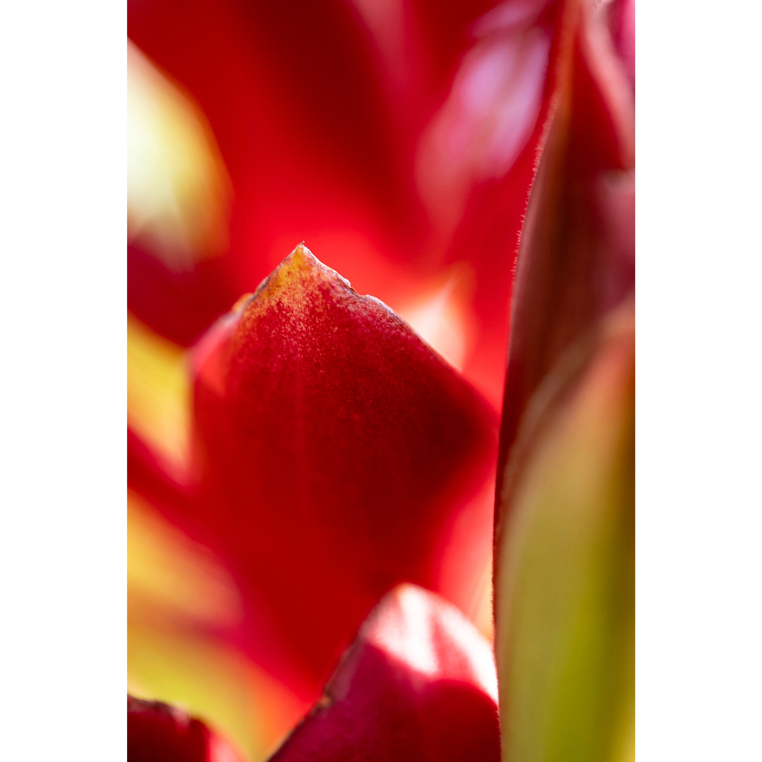 LWP_DSC05192_RedGinger.jpg