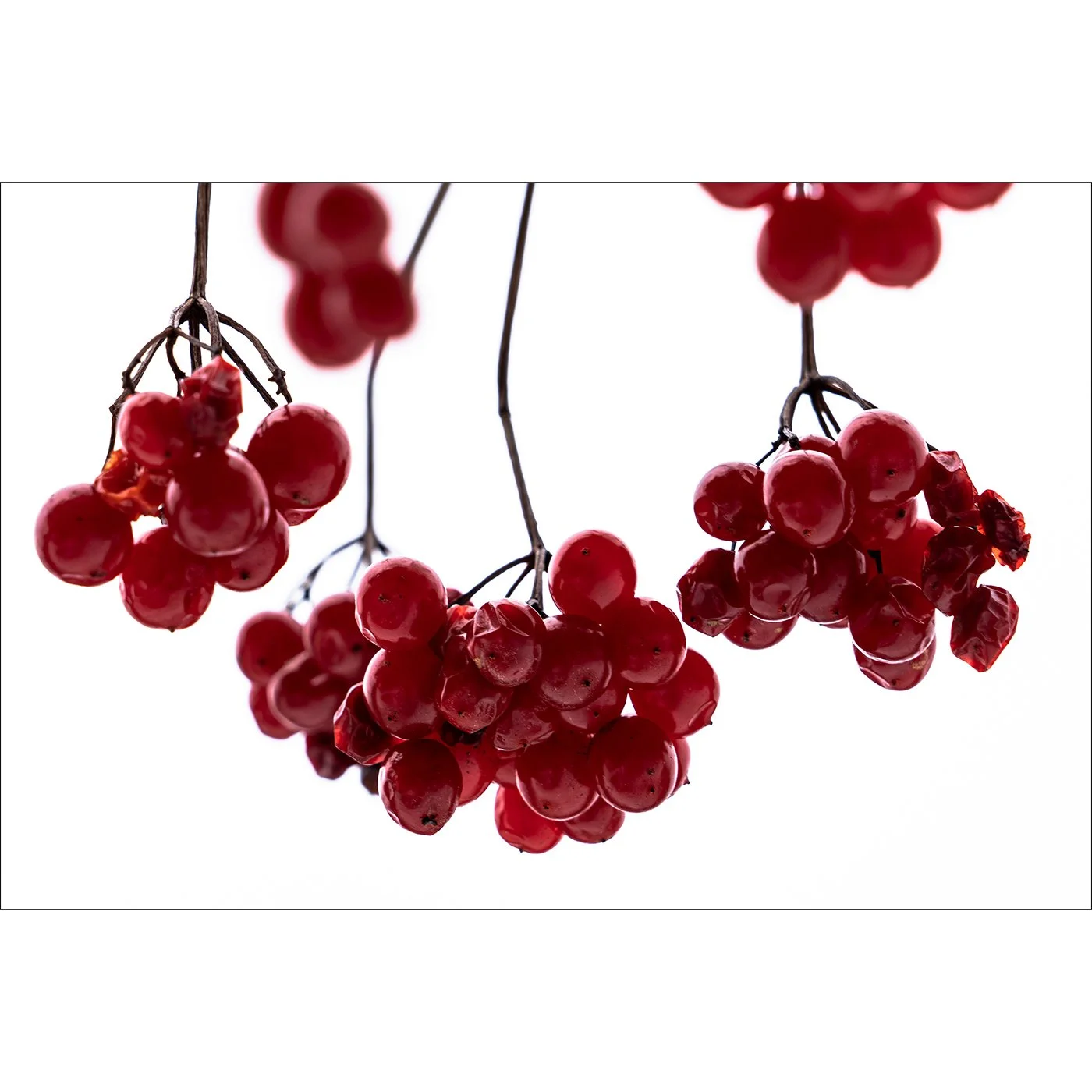 Viburnum Berries
