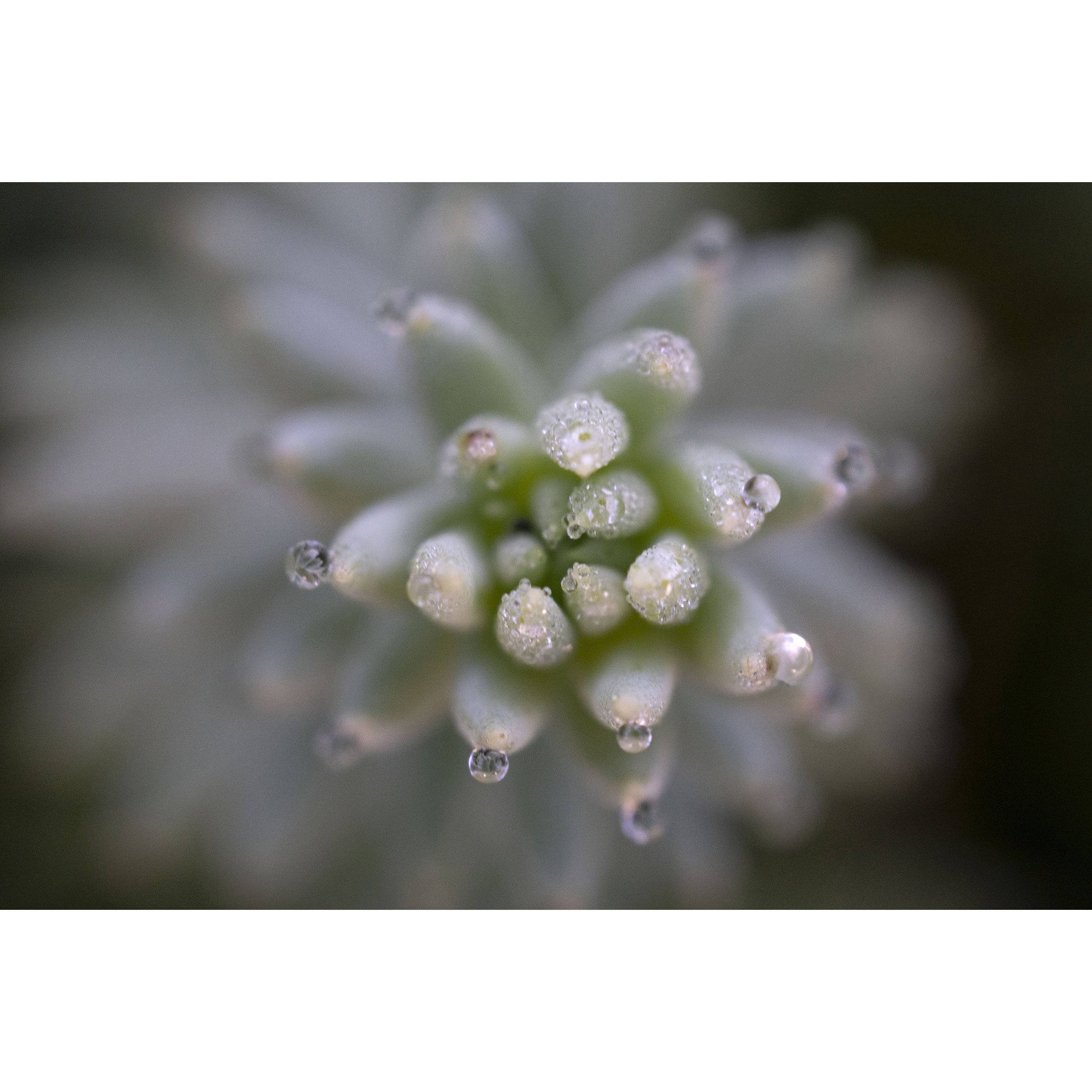 rDSC06256_DewDropSedum copy.jpg