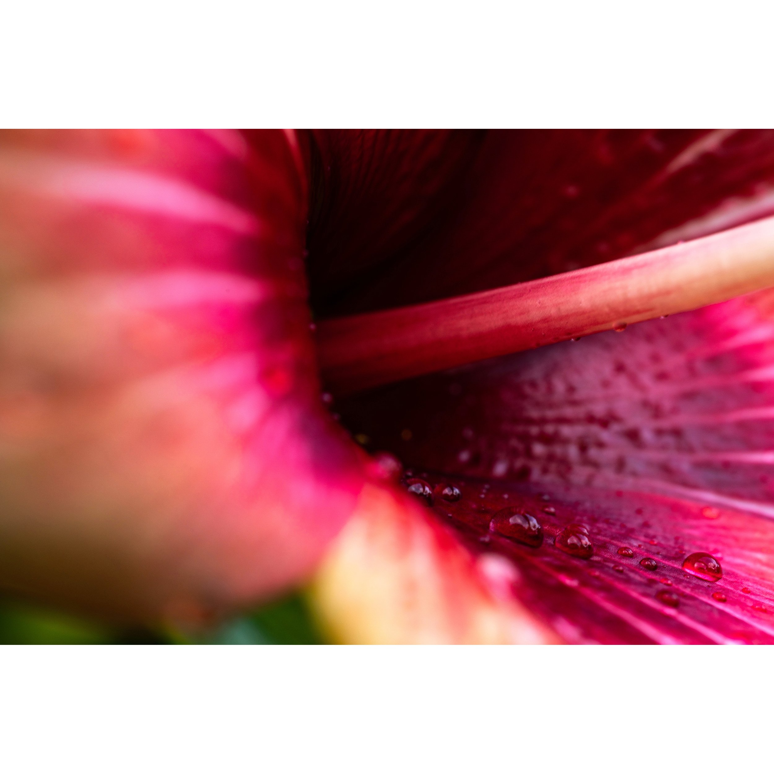 a fine art photograph for sale an close-up image of a hibiscus flower, stamen, and petals that is brightly colored in red, magenta, and yellow