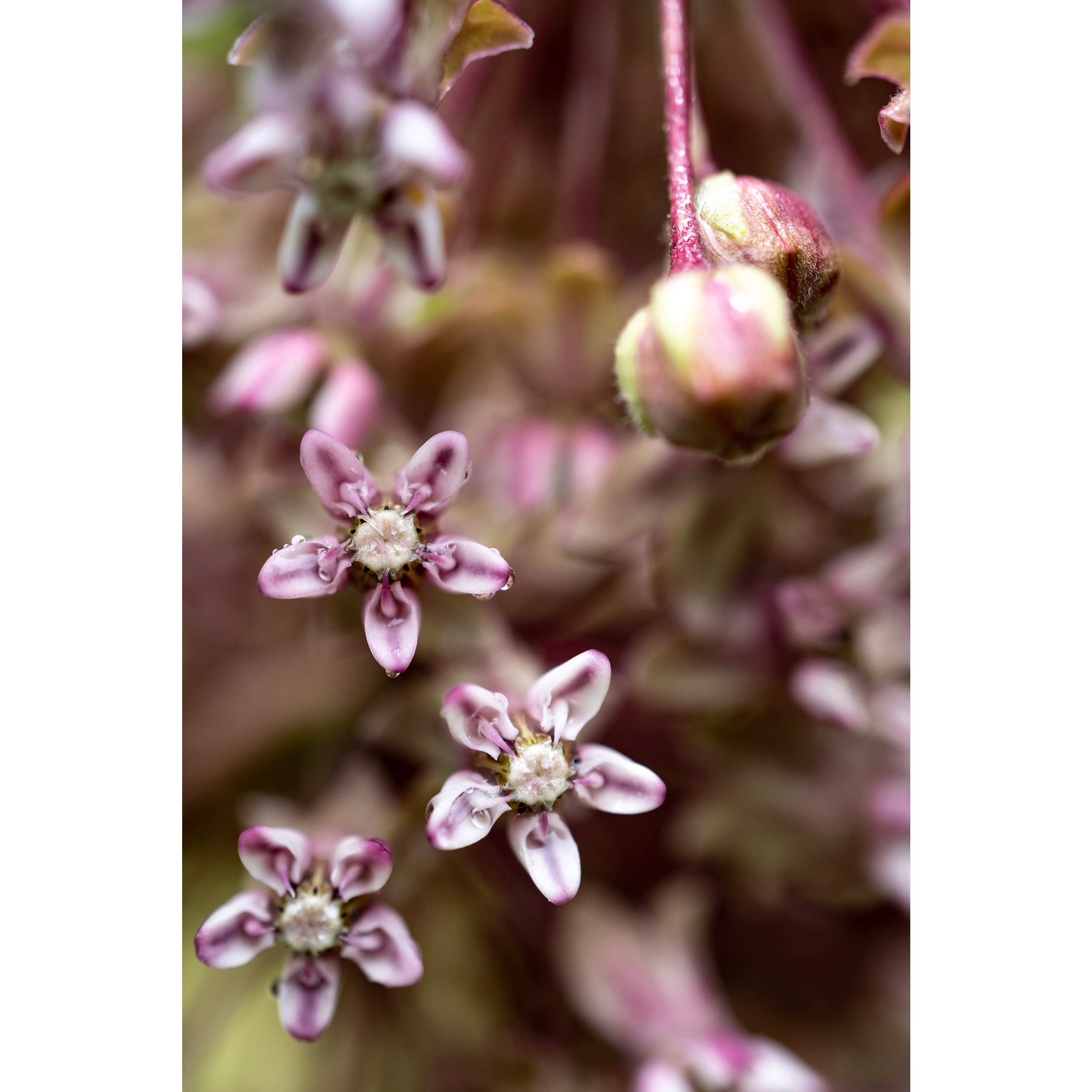LWP_DSC03413_Milkweed.jpg