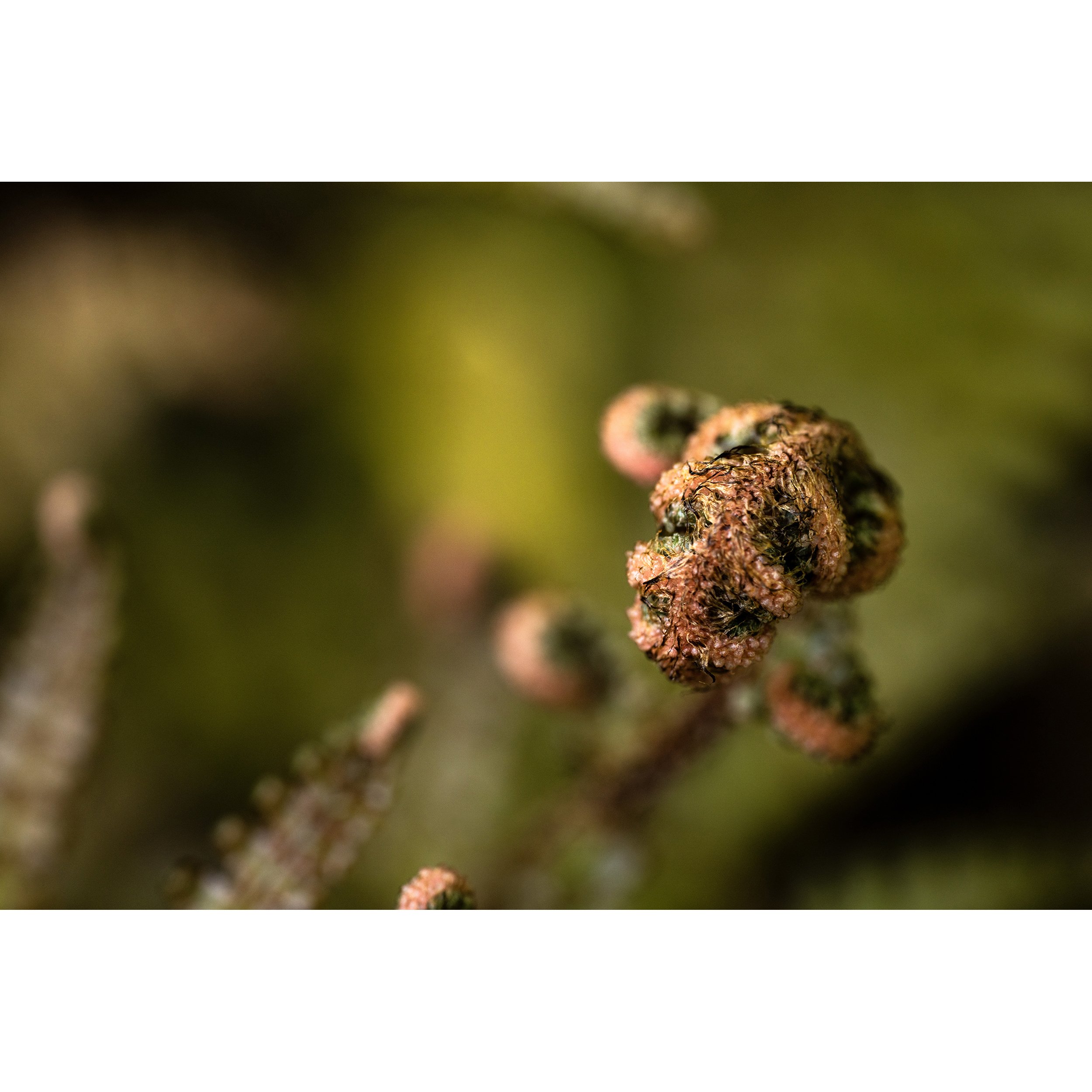 rDSC01796_Athyrium copy.jpg