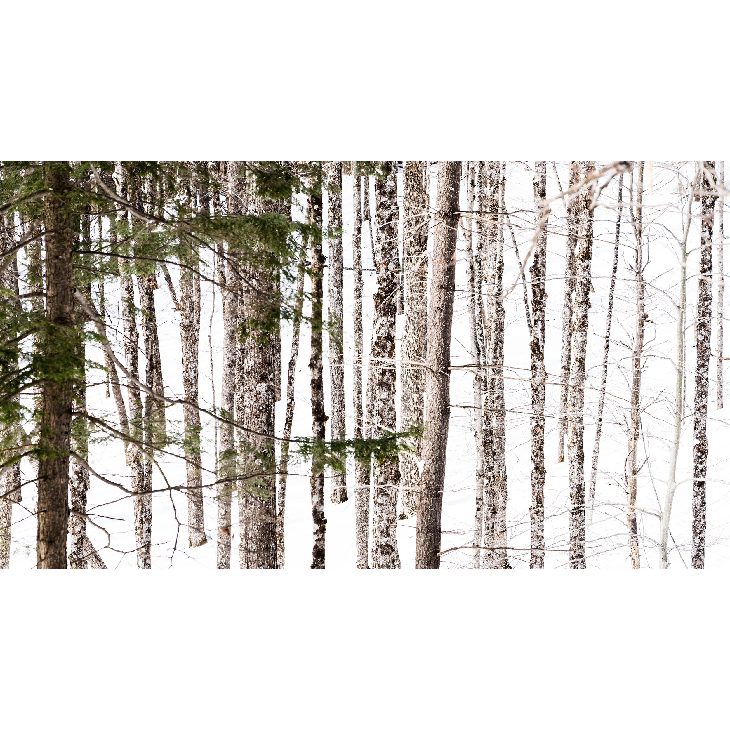 LWP_InTheWoods.jpg