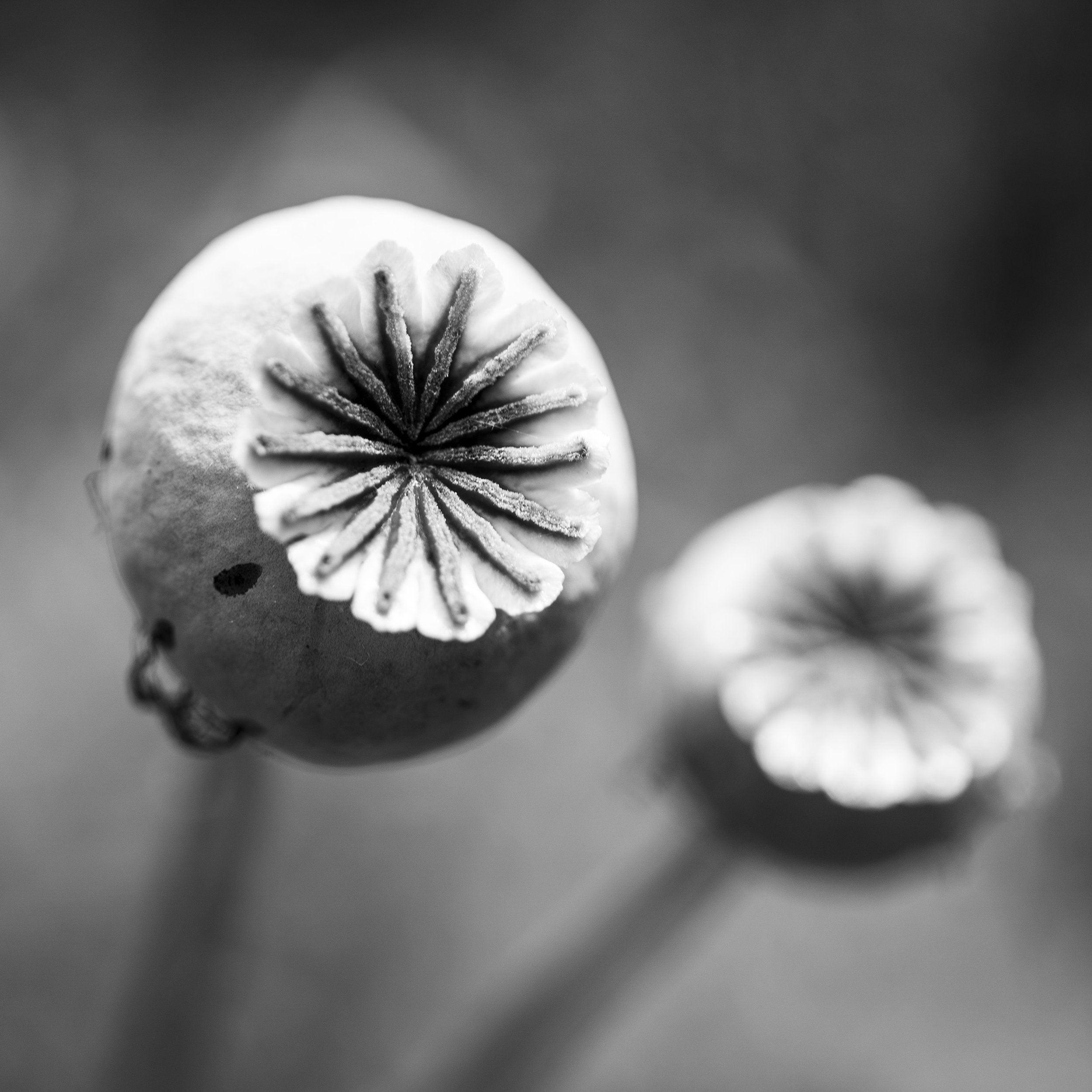 DSC07738_PoppySeeds.jpg