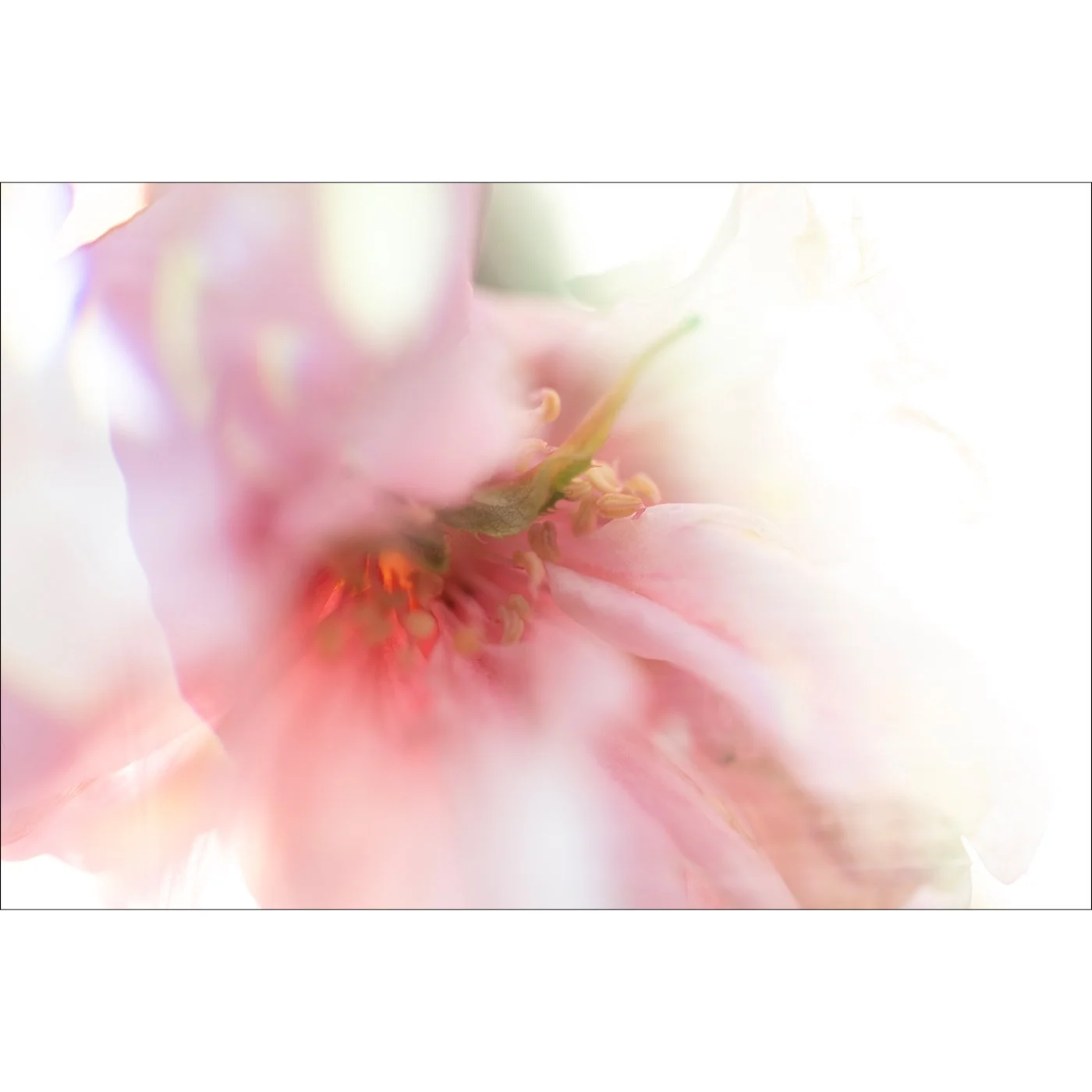 Every Shade of Pink