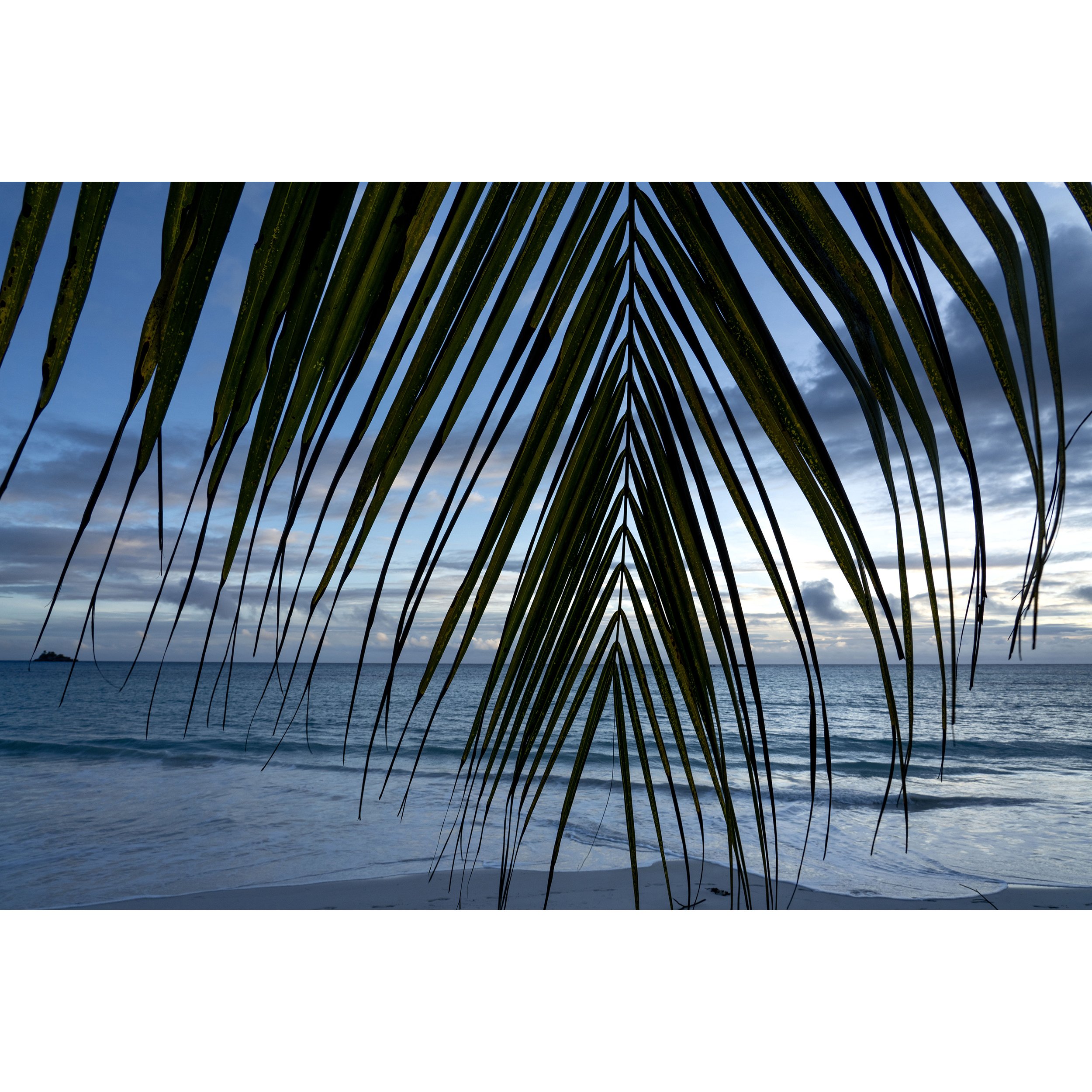 rDSC06615_ThroughthePalms copy.jpg