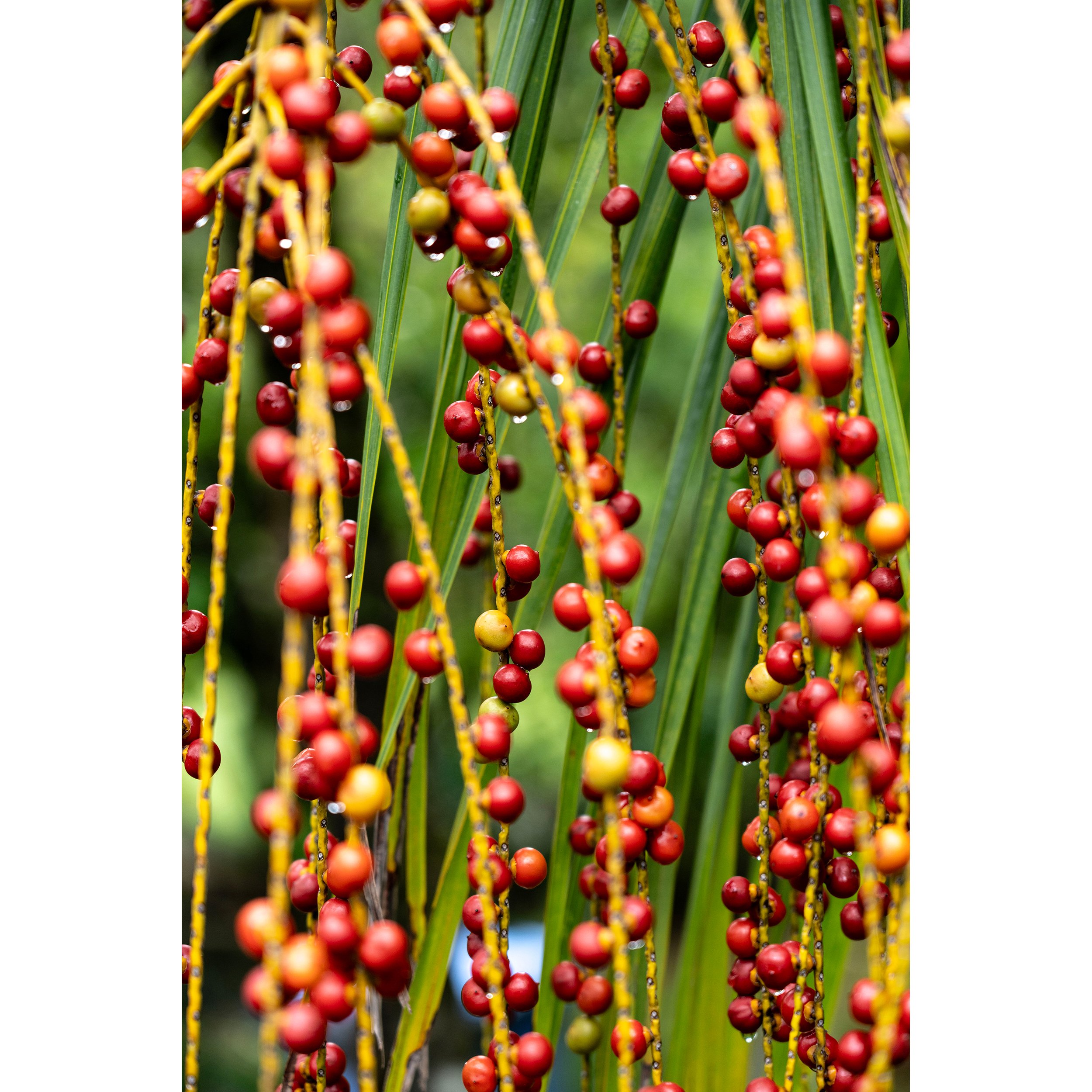 LWP_rDSC06972_Nephrosperma Vanhoutteanum .jpg