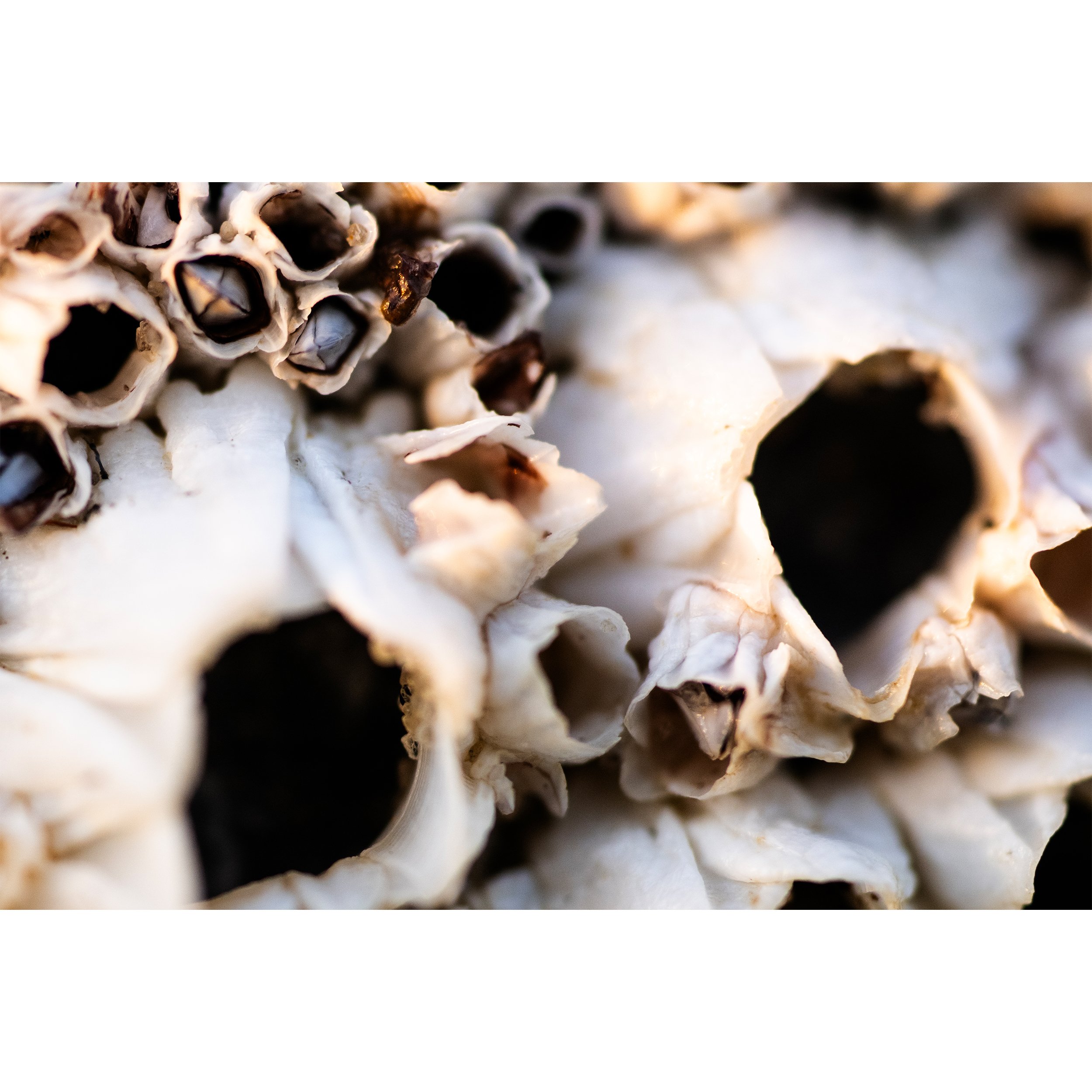 LWP_Barnacles.jpg