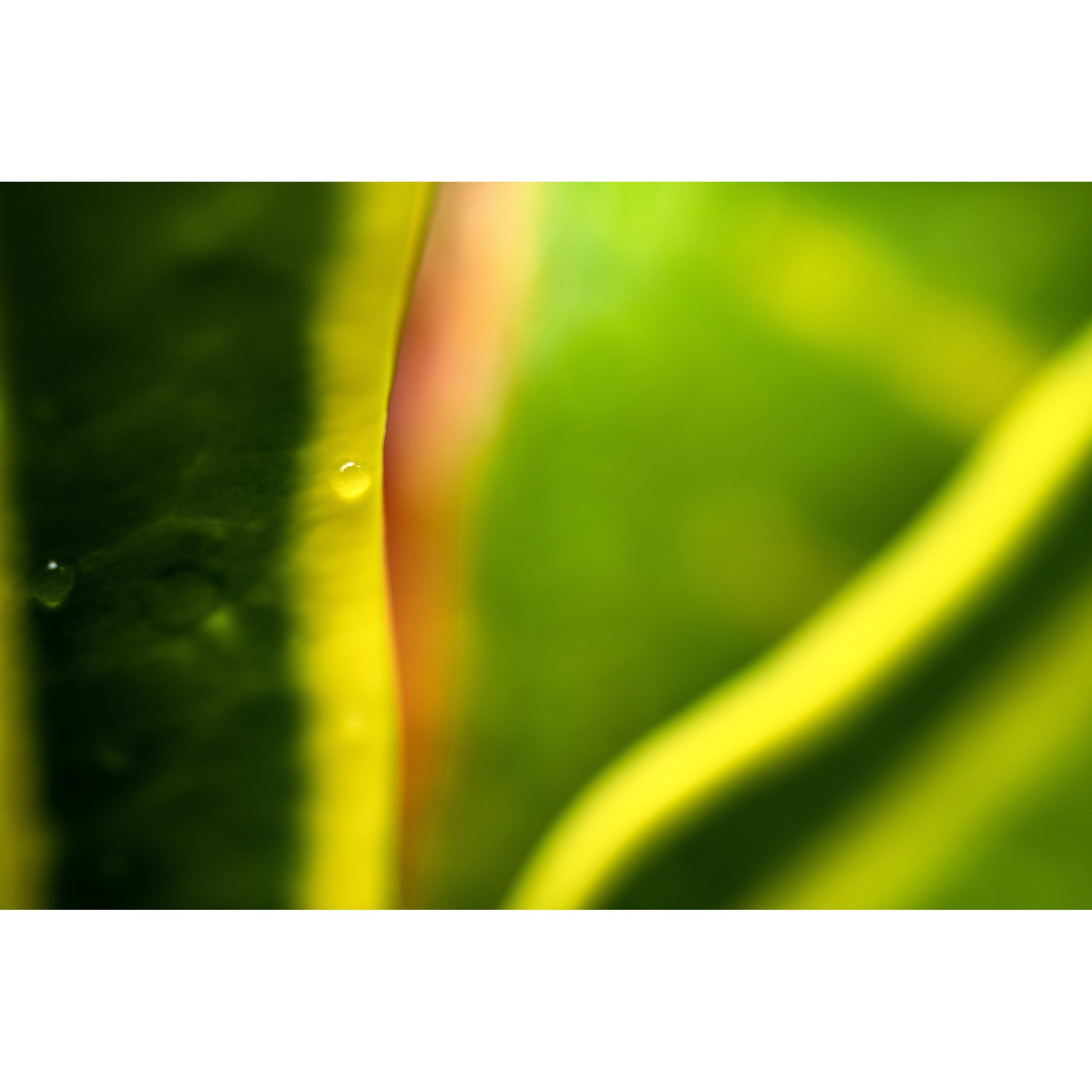rDSC05282_TropicalDrop copy.jpg