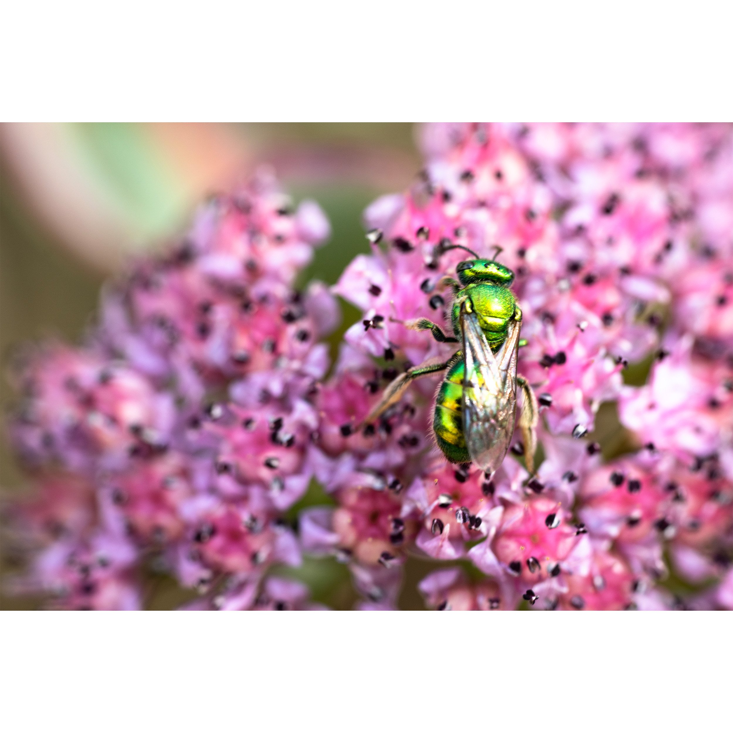 LWP_GreenBugPinkFlower.jpg