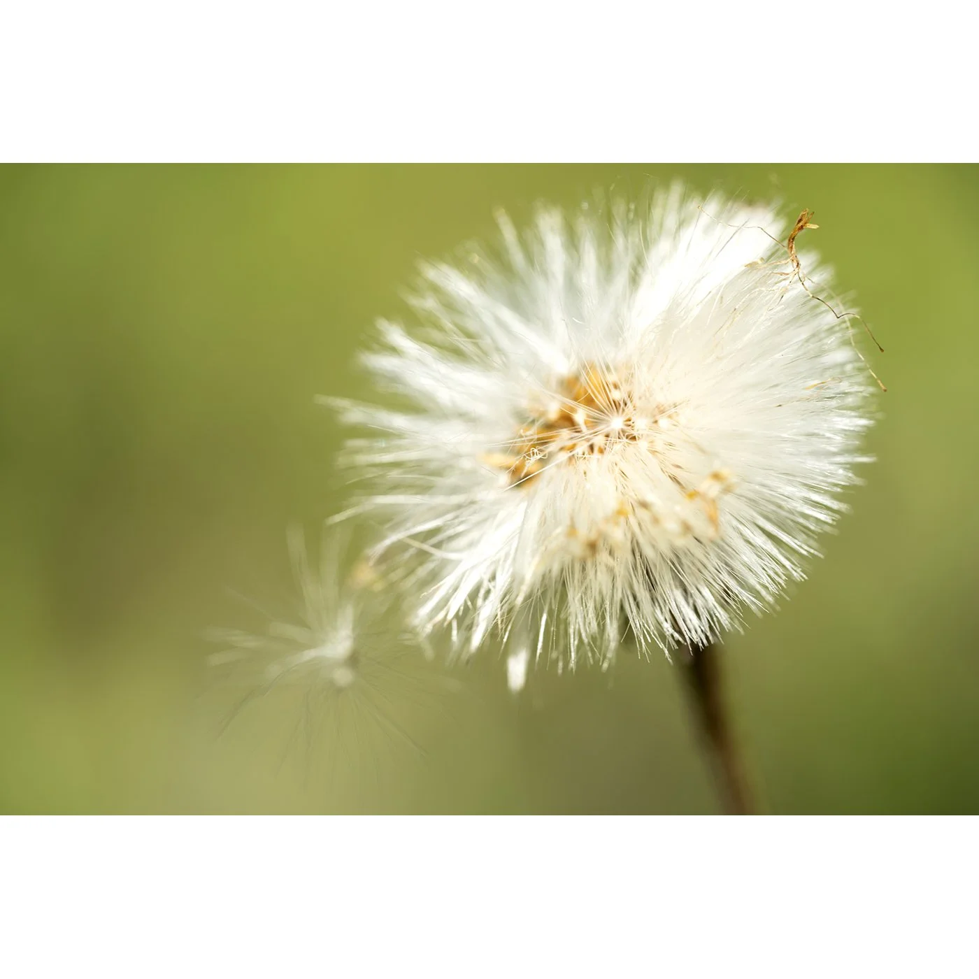 Coltsfoot.jpg