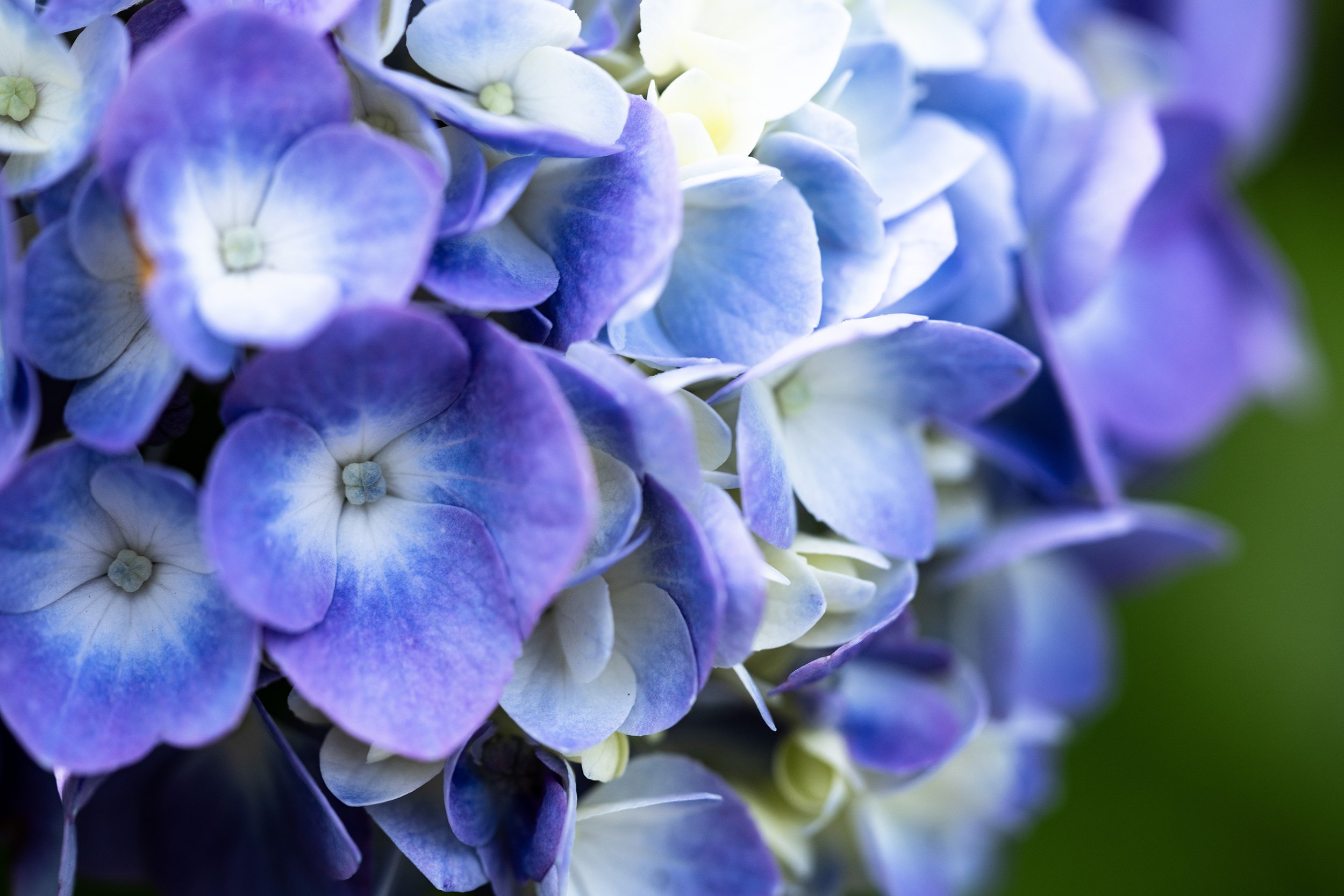 rDSC03242_SummerBlue.jpg