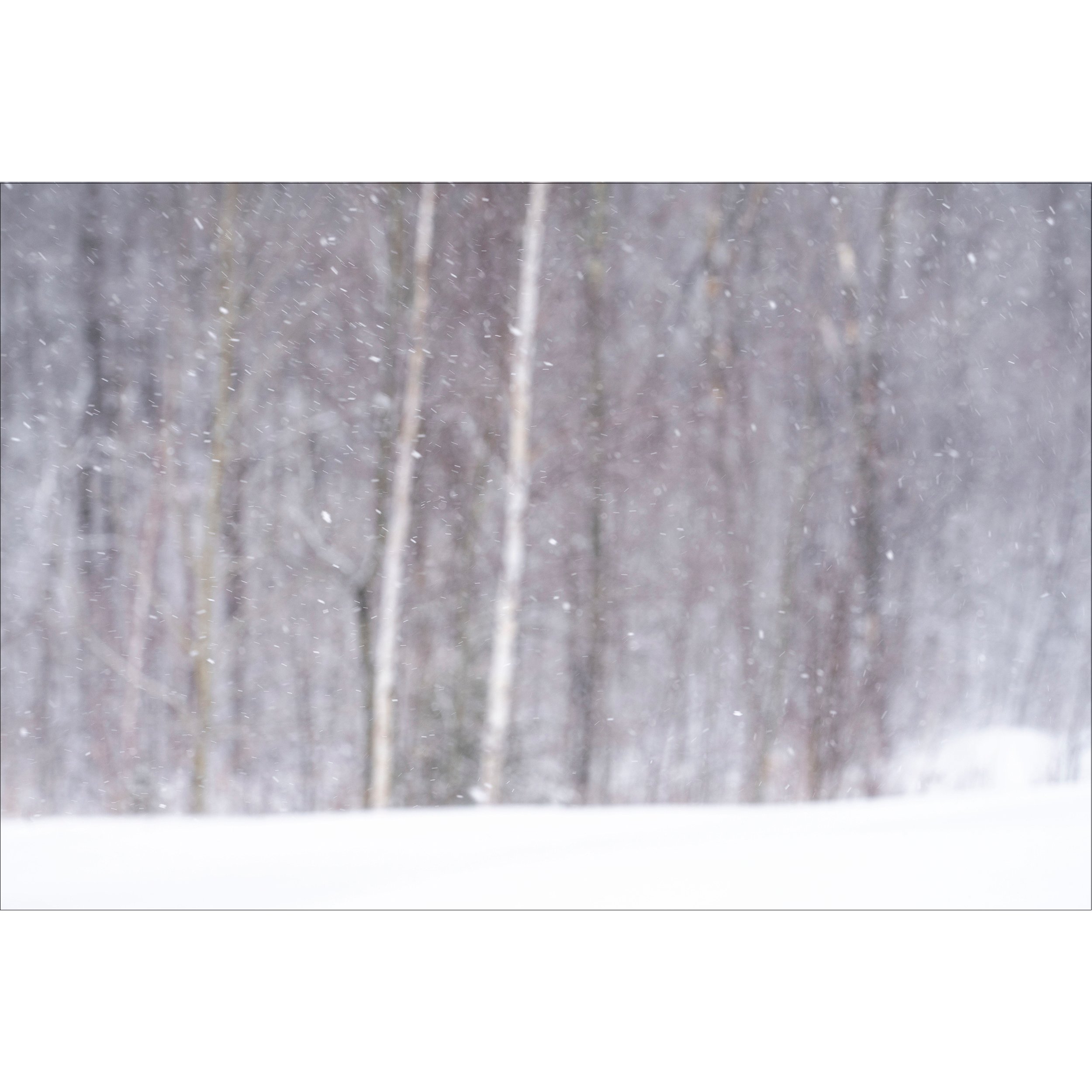 LWP_SnowyDay.jpg