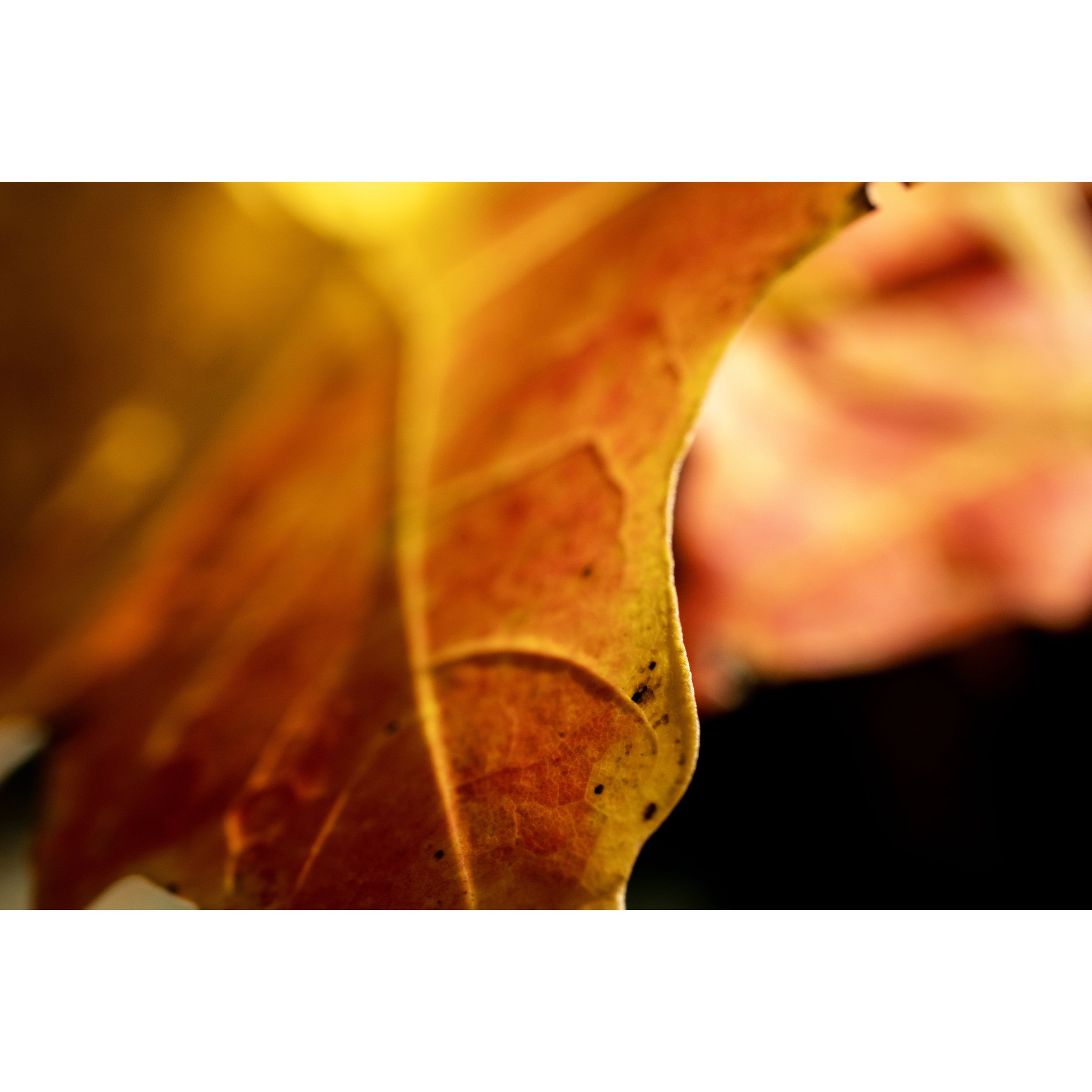 DSC07736_LeafPeeping copy.jpg