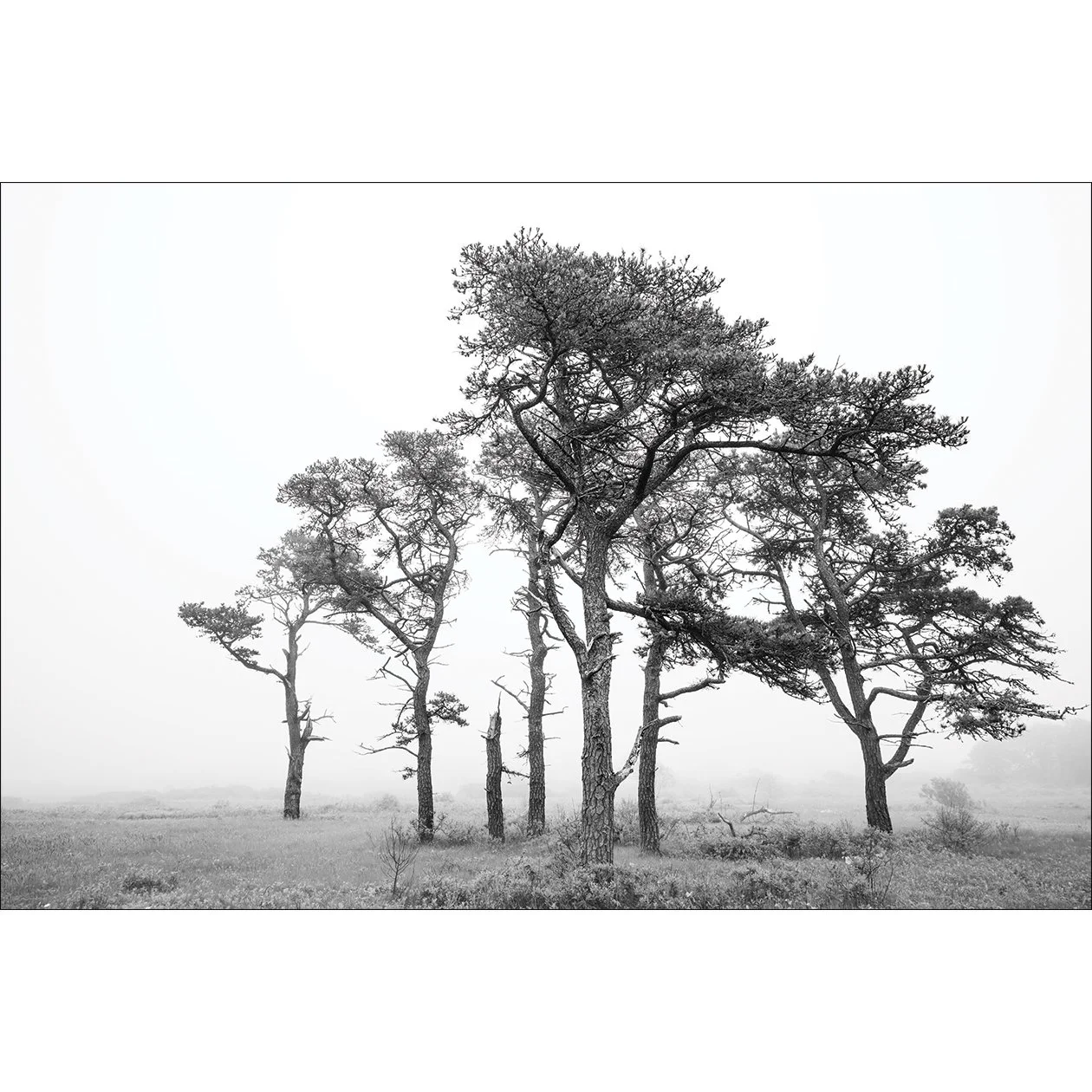 Fogged Up in Black & White