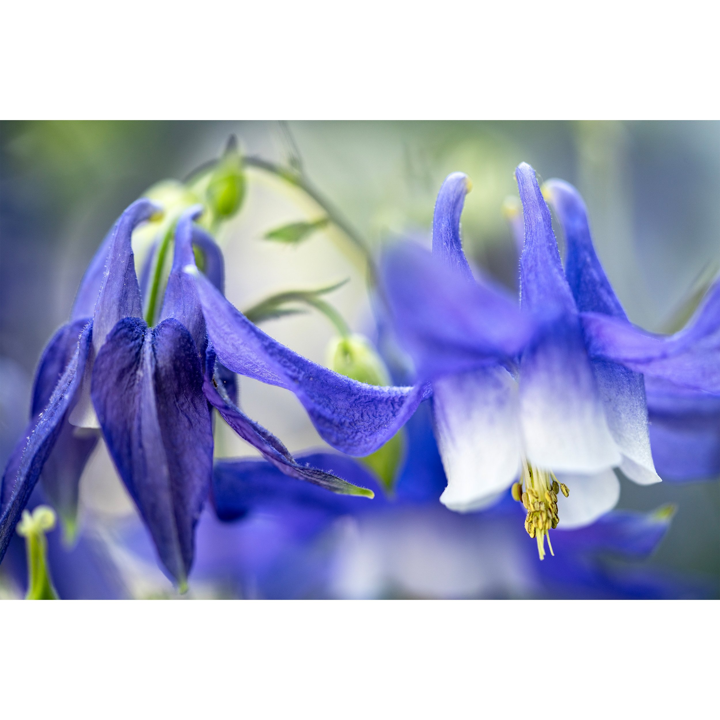 LWP_Columbines.jpg